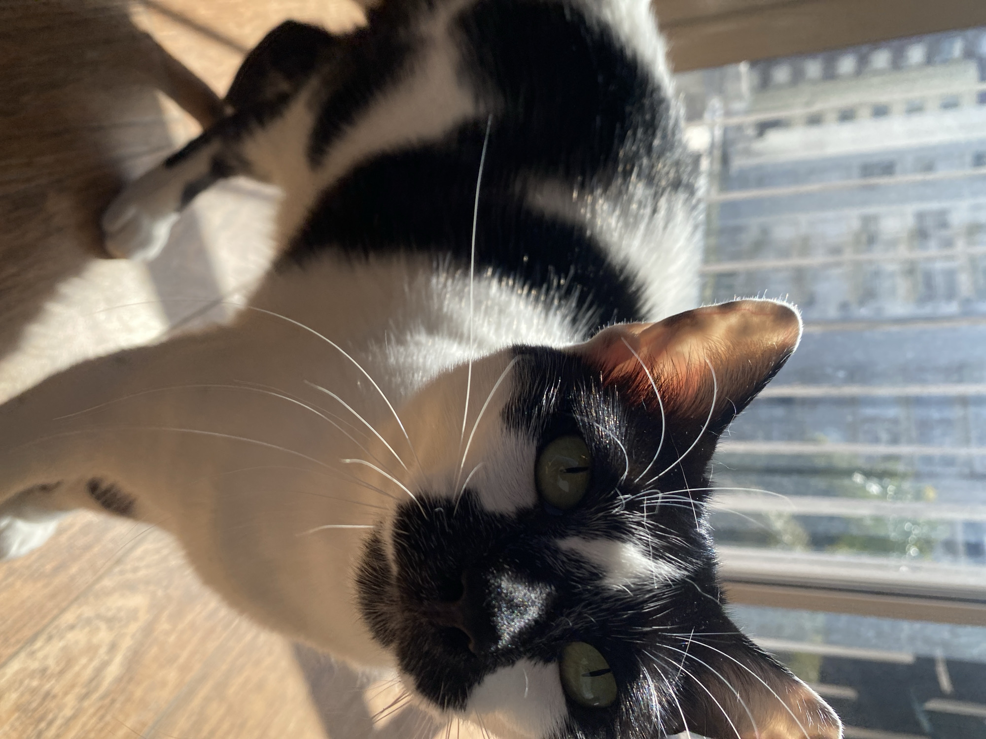 A black and white cat is the primary subject, positioned close to the camera. The cat's face is mostly black, with white patches, and it has green eyes and numerous white whiskers. It is standing on a wooden floor near a window, with light illuminating its face. The background is blurred, but appears to show a building across the street through the window. There are no other identifiable subjects or individuals present in the image. The image has a bright, natural lighting. The location appears to be indoors, possibly an apartment. The city of Buenos Aires, Argentina is not discernible from the image.