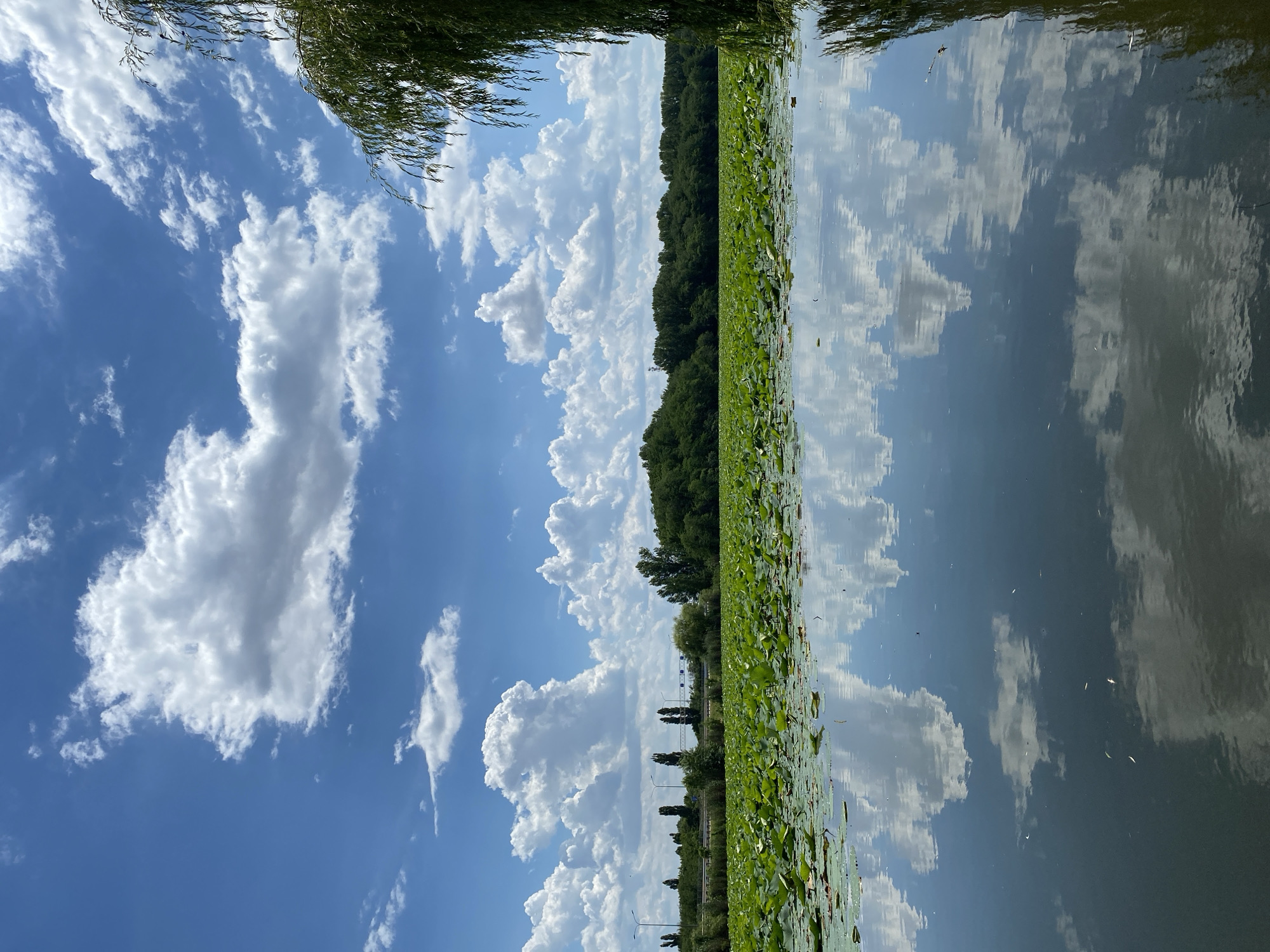 The image shows a tranquil scene of a lake filled with water lilies, with a dense forest on the opposite bank. The sky is a vibrant blue, dotted with fluffy white clouds that are reflected in the calm water. The reflection of the clouds and the trees creates a mirror-like effect, doubling the beauty of the natural landscape. The time of day appears to be afternoon, judging by the bright sunlight and the shadows cast. The weather is clear and pleasant, with a few clouds adding visual interest to the sky. The overall mood is peaceful and serene, evoking a sense of calm and natural beauty. There is no visible text in the image. The scene is set in Plastunovskaya, Russia, a location known for its natural landscapes and water bodies.