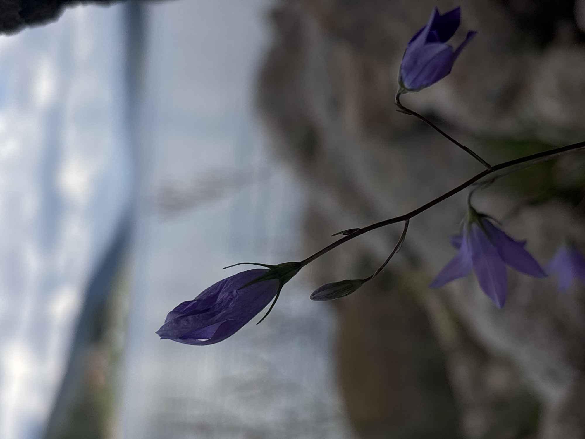 A close-up, low-angle shot features purple bellflowers in the foreground against a blurred background of a body of water, a distant hillside with buildings, and a cloudy sky. The flower at the top left is a closed bud, facing upwards. Below it, another bud points downwards. To the right and slightly lower, a fully bloomed bellflower hangs downwards. The stems of the flowers are thin and dark. The ground in the foreground is covered with large, dark, blurred rocks. The water appears calm and is a light blue-grey. The hillside in the background is a muted green and brown, with some small structures visible. The sky is overcast with grey and white clouds.