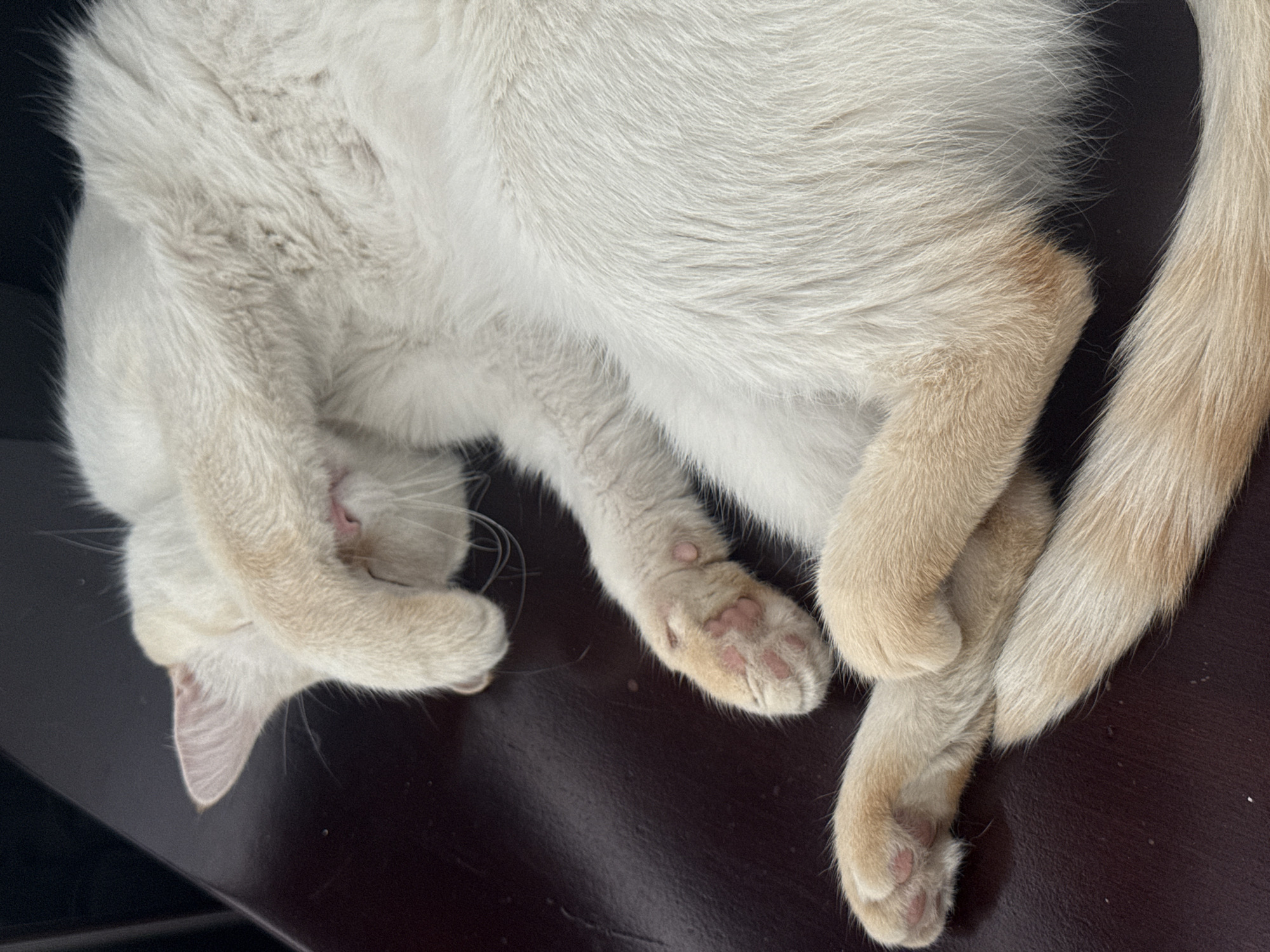 The image shows a light-colored cat curled up and asleep on a dark, possibly wooden surface. The cat has its paws tucked close to its face, and its tail is visible along the right side of the frame. The cat's fur appears soft and dense. No people are visible in the image. There is no evidence to suggest the location is in Mexico City, Mexico.