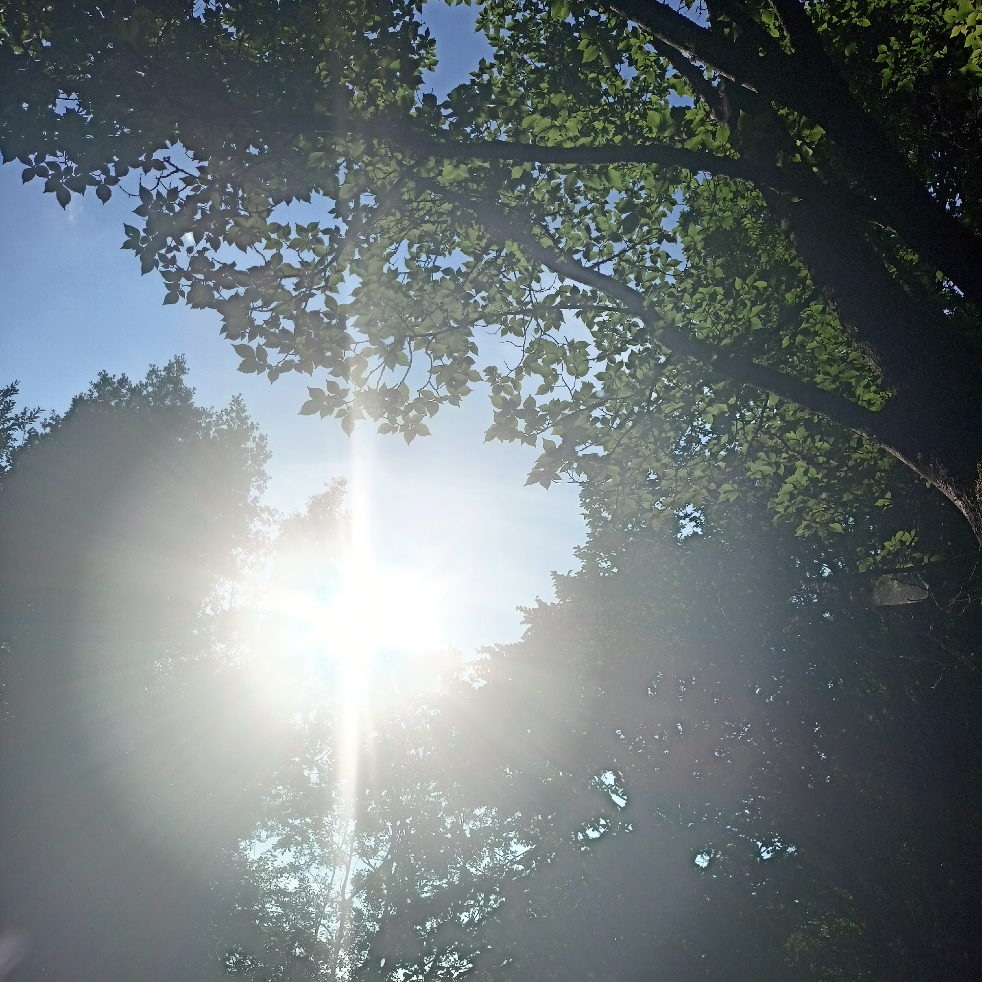 The image is a low-angle shot looking up through a canopy of green leaves and tree branches towards a bright blue sky. The sun is visible, casting strong rays and lens flare across the frame, particularly in the lower left quadrant. Some of the leaves are backlit by the sun, appearing translucent. The scene is outdoors, with natural lighting. The location in The Municipal District of Adare—Rathkeale, Ireland, suggests a temperate climate with lush vegetation. There are no people or man-made objects clearly visible in the image, besides what might be a small, indistinct object hanging from a branch in the upper right. The overall impression is one of natural light filtering through foliage.