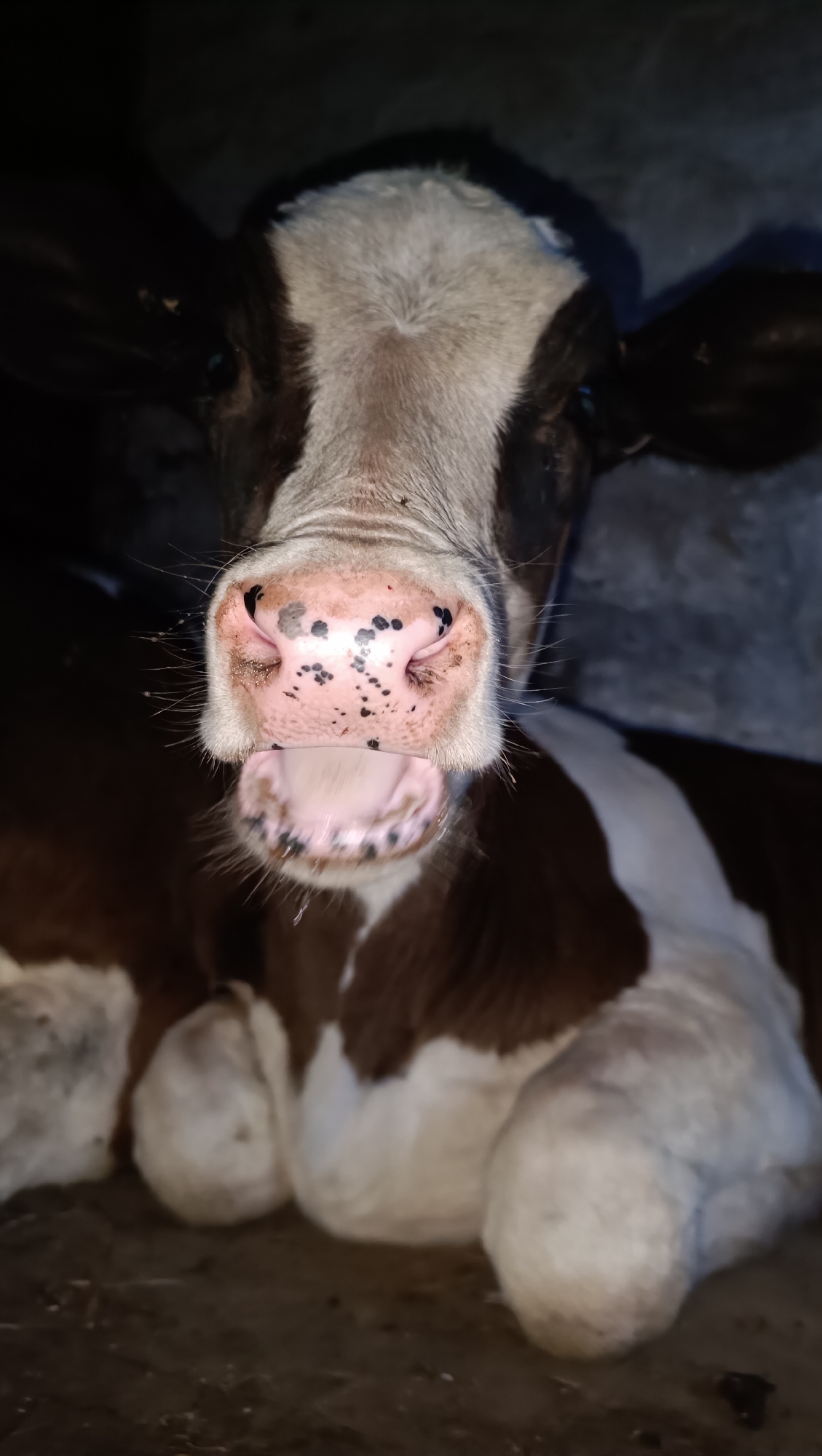 A close-up, head-on, eye-level, vertical shot shows a young calf with its mouth open, as if it is mooing. The calf has a black and white patterned coat. Its snout is pink with black speckles and whiskers. The background is dark, with some of the calf's body visible in the foreground. The environment appears to be an indoor enclosure, possibly a barn or stable, with a concrete or dirt floor. The lighting is dim, suggesting it may be nighttime or an area with limited artificial light.