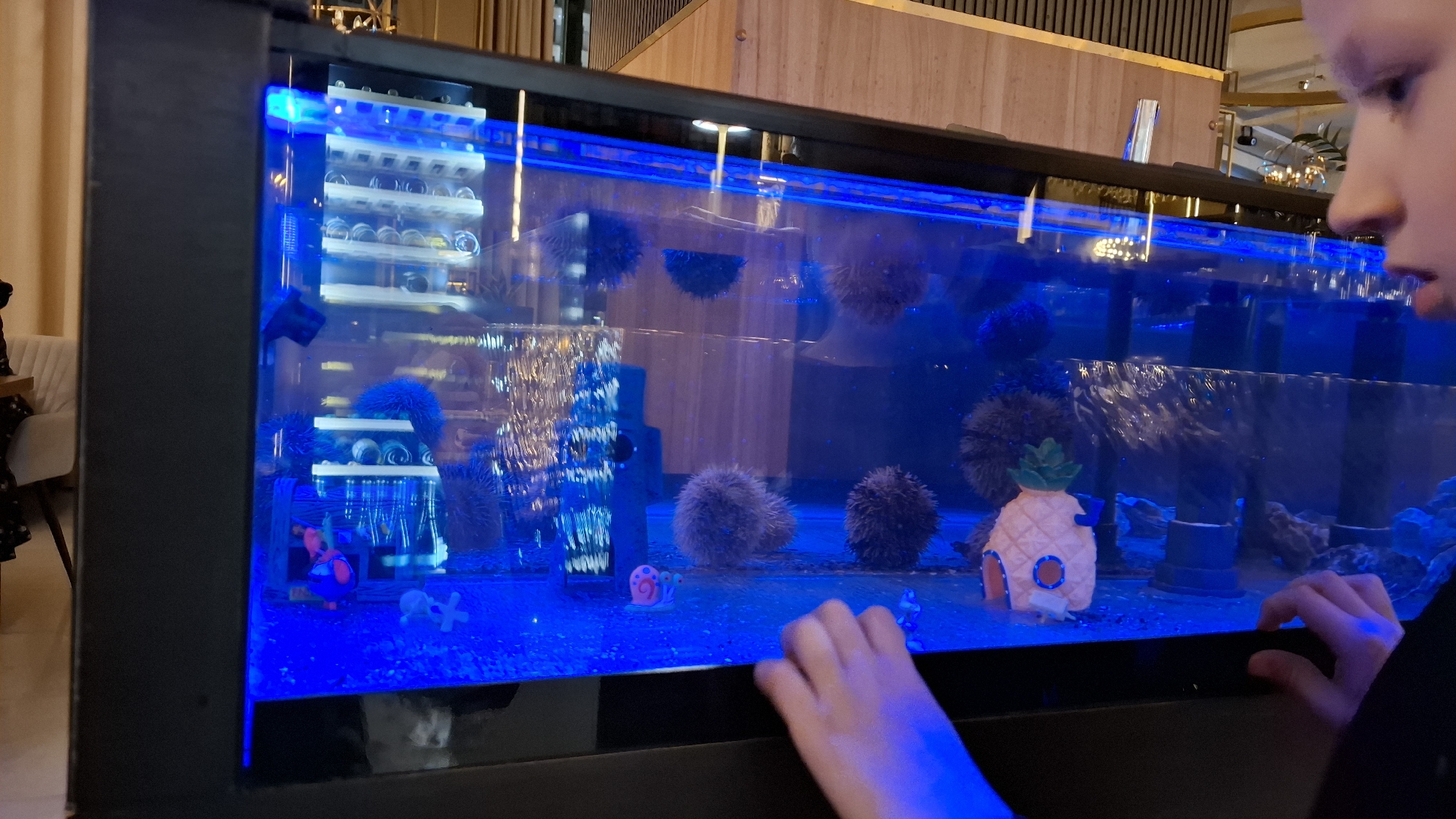 A child peers into a long, rectangular aquarium, possibly in a restaurant in Saint Petersburg, Russia, based on architectural style and common restaurant decoration. The aquarium has a dark frame and is illuminated by bright blue light. Inside, there are several sea urchins of varying sizes, some scattered on the floor and others attached to decorations like a small replica of SpongeBob SquarePants' pineapple house. Additionally, there is a wine rack with wine bottles inside the aquarium on the left side. A child is positioned close to the glass, with their hands partially visible at the bottom, suggesting curiosity or engagement with the aquarium's contents. The background includes glimpses of interior architectural details and lighting fixtures.