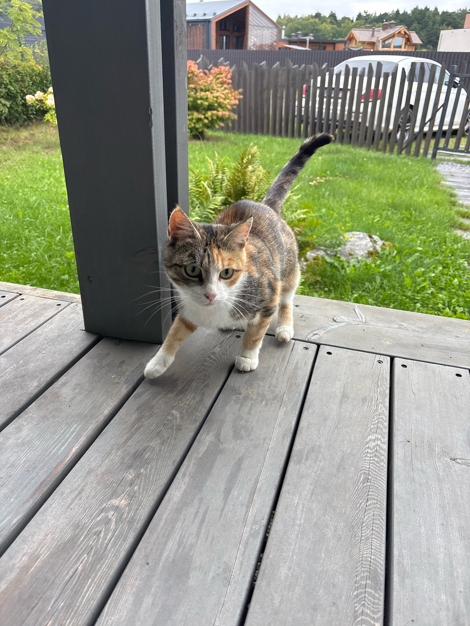 In Zvenigorod, Russia, a tortoiseshell cat with white markings is captured in a medium shot on a weathered wooden deck. The cat is positioned centrally, looking towards the camera with a curious expression. Its fur displays a mix of brown, black, and orange patches, with a white chest and paws. The cat's right front paw is extended forward, suggesting movement. Behind the cat, a dark gray wooden post supports an overhead structure. The background features a lush green lawn, a dark wooden fence, and modern houses with pitched roofs, indicative of a suburban or rural setting. The overall scene is bright and appears to be taken during daytime.