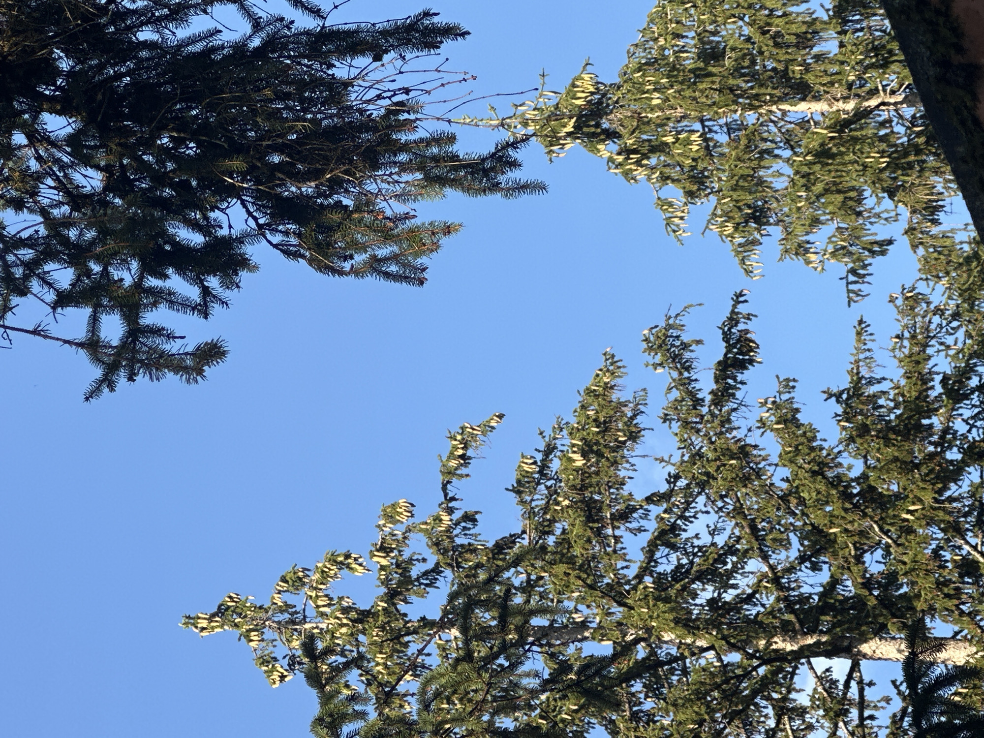 A bright, clear blue sky serves as the backdrop for several mature fir trees laden with cones. The perspective is looking upwards from a low vantage point, suggesting the viewer is on the ground below. The trees are a vibrant green, with their branches extending outwards and upwards, many adorned with clusters of light-colored cones that stand out against the foliage. In the foreground, a dark, moss-covered surface, possibly a rooftop or a wall, partially obstructs the view of the lower parts of the trees on the right side of the image. The scene captures the natural beauty of the fir trees in what appears to be a serene environment. There are no people visible in the image. The location is identified as Borno, Italy.