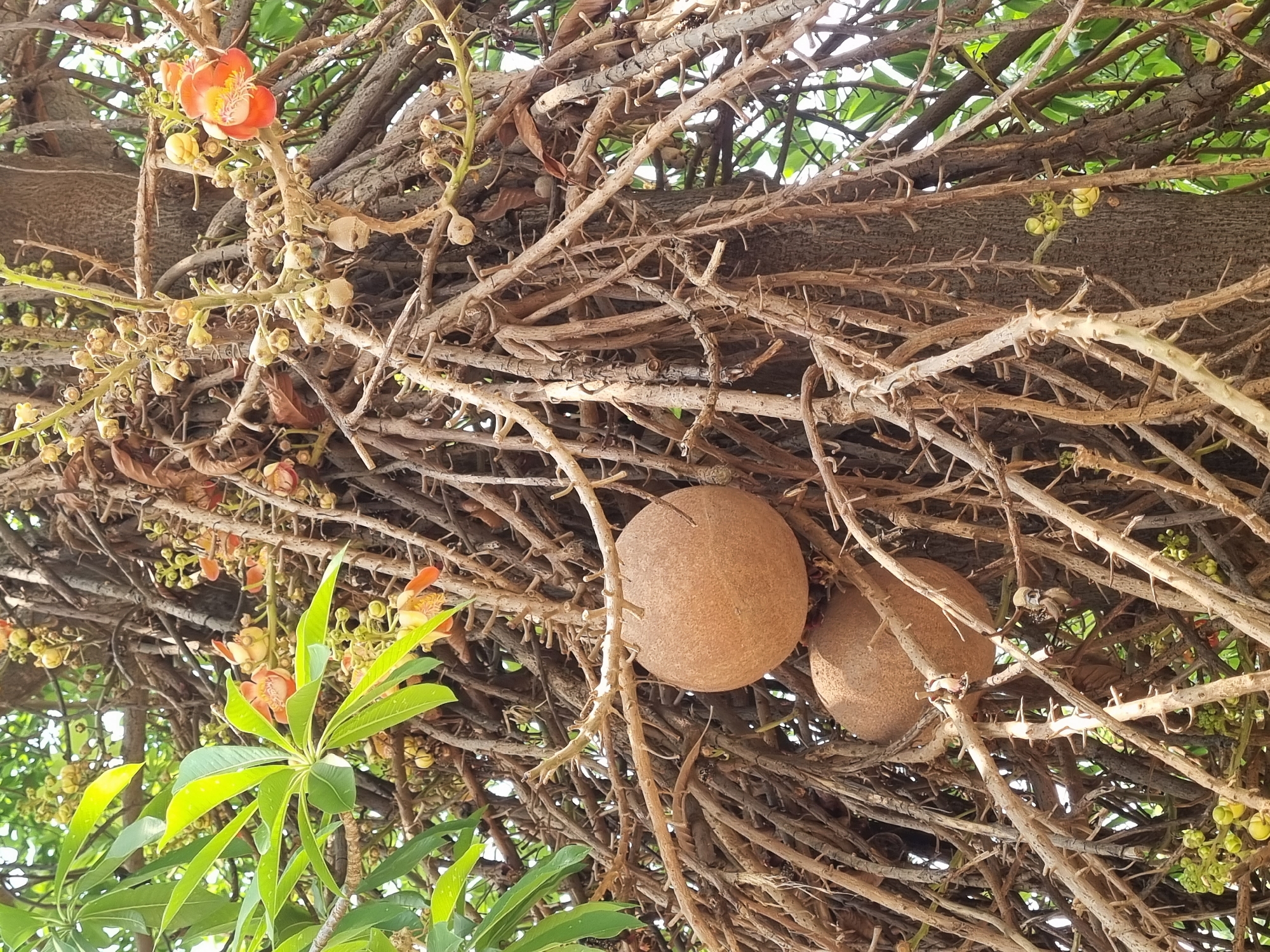 The image displays a close-up, upward-looking perspective of a Cannonball Tree (Couroupita guianensis) located in Puttaparthi, India. Two large, spherical, light brown fruits, approximately 15-20 cm in diameter, are centrally positioned, nested within a dense tangle of thick, gnarled, woody structures (rachises) that emerge directly from the tree's trunk and main branches. Numerous vibrant orange and yellow flowers, each featuring a prominent white and yellow staminal hood, are visible throughout the upper and right portions of the frame, attached to these same woody structures. Clusters of smaller, spherical and elongated yellowish-green flower buds are also present. In the upper left quadrant, bright green, elongated leaves are visible, illuminated by natural light. The background consists of darker tree bark and further foliage, with patches of bright sky visible through gaps in the canopy, indicating an outdoor setting.