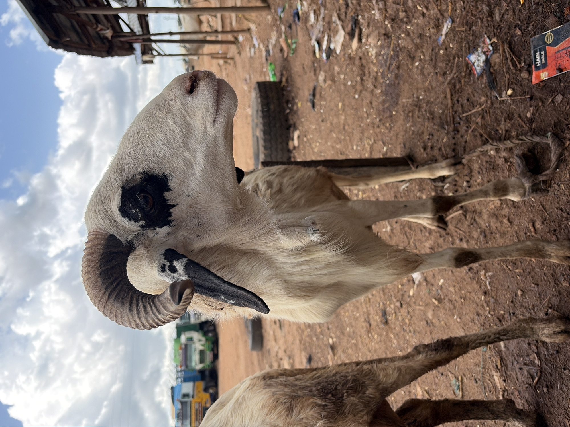 A ram with large, curved horns stands in the foreground, facing to the right. Its head is primarily white with a black patch around its right eye and black markings on its ears and neck. The ram's body is light-colored and appears somewhat thin. Another sheep is partially visible on the left side of the image, facing away from the camera.
The ground is covered in dry, reddish-brown dirt, with scattered debris including plastic wrappers and what appears to be animal droppings. In the background, several large trucks with visible cabins and trailers are parked. To the right, there is a wooden structure with a corrugated metal roof, supported by wooden posts. A thick rope is visible in the foreground, looped around the ram's legs.
The sky is partly cloudy with white clouds against a blue sky. The overall environment suggests an outdoor market or holding area, possibly for livestock, in a rural or semi-urban setting in Bukuru, Nigeria.