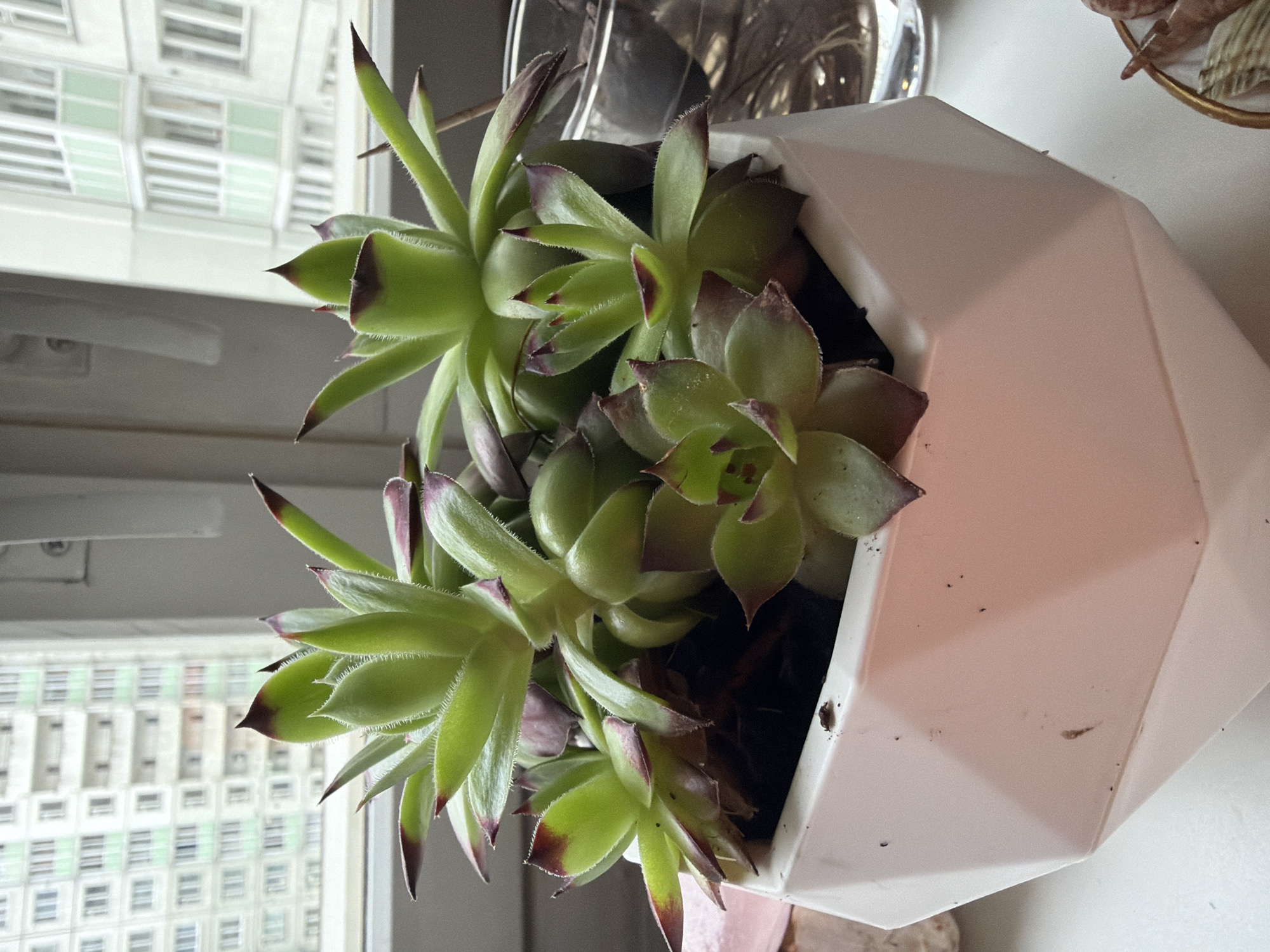 The image depicts a succulent plant, likely a type of Sempervivum or Hens and Chicks, planted in a white, faceted geometric pot. The succulents are green with red or purple tips on their leaves. The pot sits on a surface near a window. Outside the window is a view of a tall, multi-story building with a grid-like pattern of windows, typical of urban architecture. Judging by the style of architecture and the window features, the scene is possibly located in Saint Petersburg, Russia. In the background, there are other decorative items. A clear glass jar can be seen, and other brown objects are present. The image is taken indoors with natural light.