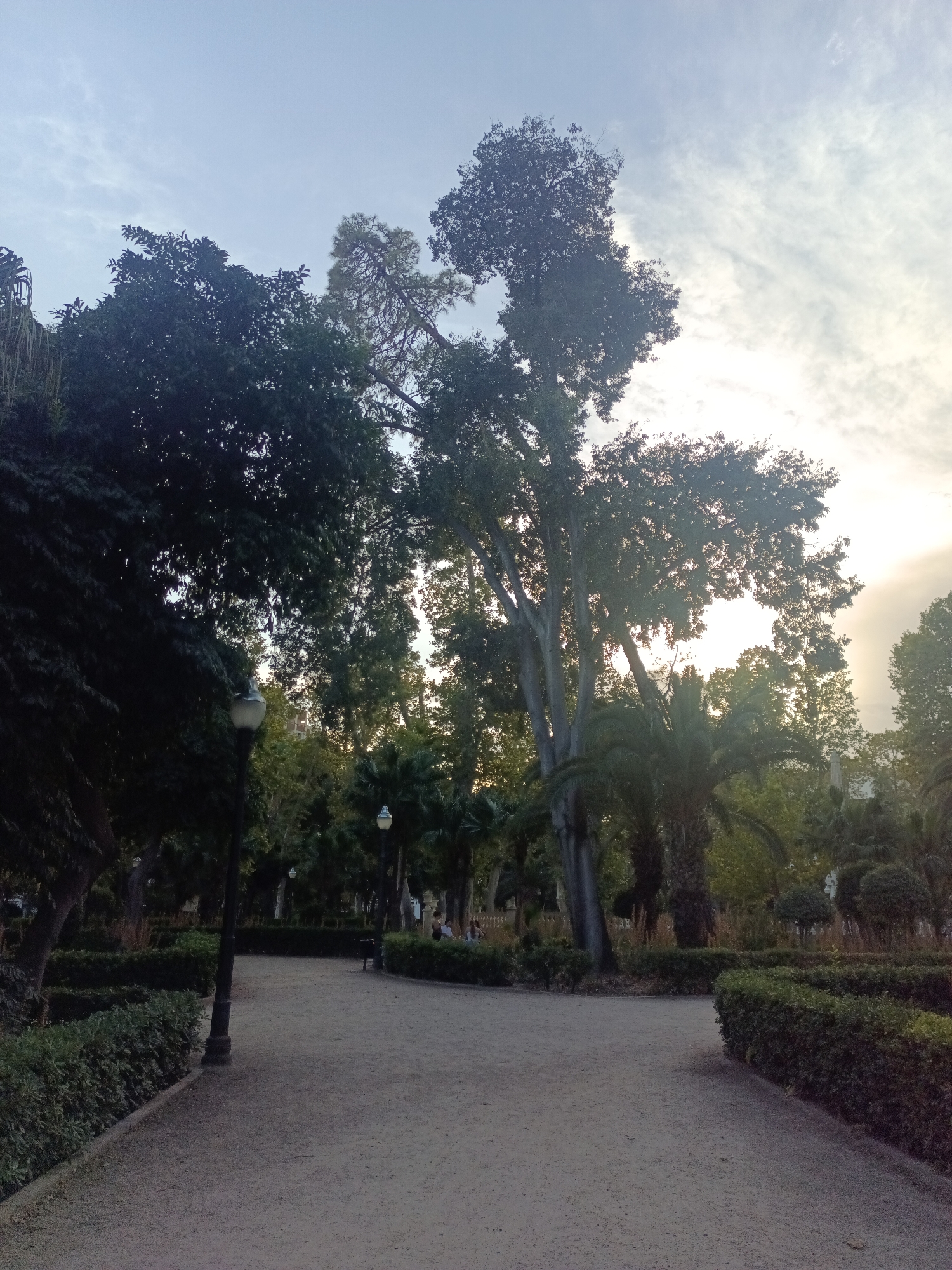 The image shows a park pathway with manicured bushes bordering it. Tall trees, including palm trees, line the pathway, and the sky above is partly cloudy. A lamppost is visible on the left side of the pathway. In the background, more trees and some distant structures can be seen. The lighting suggests it is late afternoon or early evening. The scene is likely El Parque del Pinar in Castelló De La Plana, Spain, a public park known for its mature trees and green spaces.