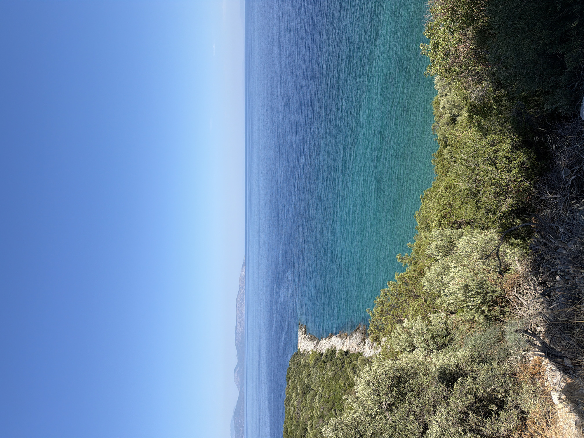 The image depicts a scenic coastal view overlooking the Aegean Sea from a hillside covered in dense, green vegetation, likely olive trees, characteristic of the Kuşadası region in Turkey. The sky is a clear, brilliant blue, with a sharp horizon line separating it from the deep blue of the sea. The water transitions to a vibrant turquoise closer to the shore, revealing the clarity of the shallows. A rocky, sparsely vegetated coastline juts out into the sea on the left side of the frame. In the distance, faint outlines of islands or peninsulas are visible against the horizon. The foreground is dominated by the lush, varied greenery of the hillside, with dry branches and rocks scattered on the ground, suggesting a natural, untamed environment. No people or man-made structures are visible, emphasizing the natural beauty of the location.