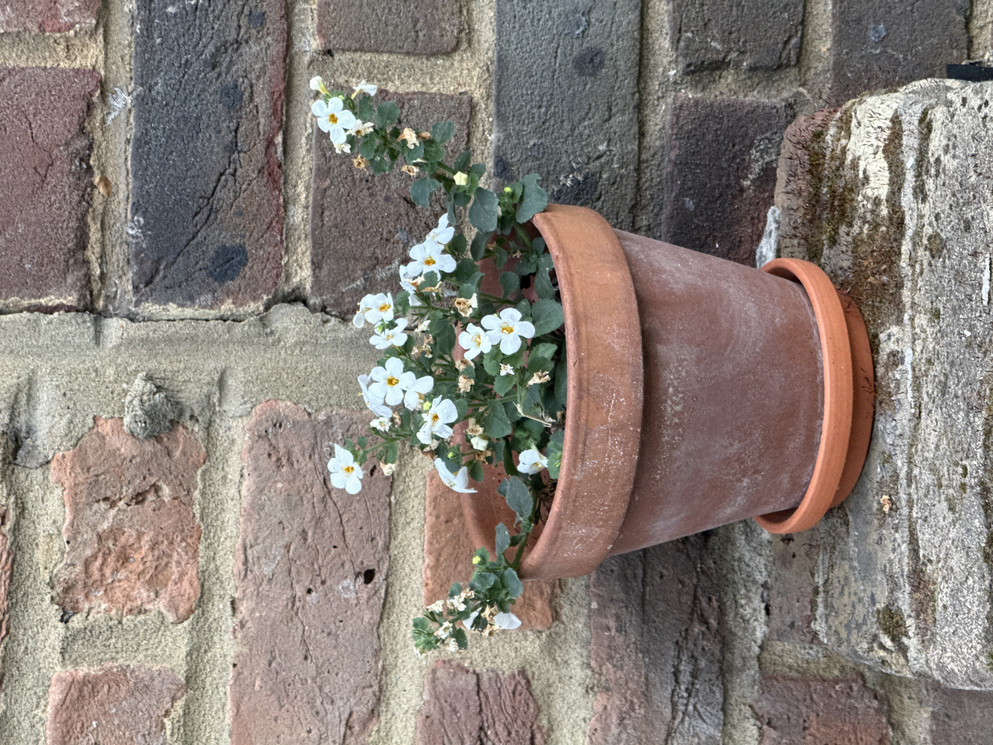 A terra cotta flower pot is mounted on a brick wall. The pot is tilted at approximately a 45-degree angle. The pot contains plants with white flowers and green leaves. The brick wall is composed of bricks of varying shades of brown and gray. A stone structure is located to the right of the pot. The overall impression is of a rustic, urban setting. I can not determine if this photo was taken in London or any other city in the United Kingdom.