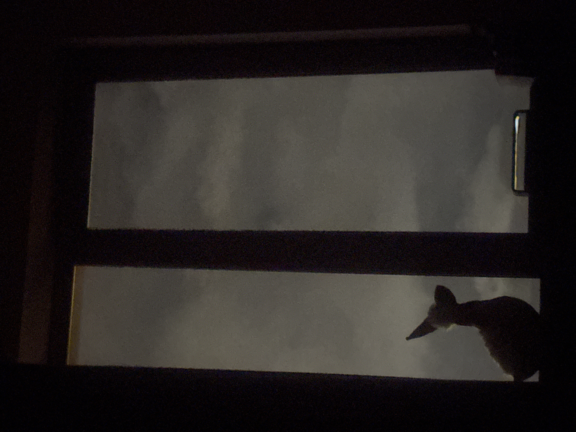 The image presents a view through a dark-framed window, likely from an interior perspective in Yerevan, Armenia. The window is divided horizontally by a dark mullion, creating two panes. In the lower right section of the bottom pane, the distinct silhouette of an animal, appearing to be a fox or a similar canine creature, is clearly visible. Its head with pointed snout and prominent ears, along with part of its body, are sharply outlined against the exterior light.
The world outside the window is uniformly grey, suggesting an overcast sky or atmospheric conditions that diffuse light, such as dense clouds or mist. This muted light, combined with the dark interior framing, indicates low light conditions, possibly twilight (dusk or dawn) or a heavily overcast day. A small, light-colored rectangular object, possibly a window latch or handle, is discernible on the right side of the upper window pane. The overall impression is one of a quiet, unexpected encounter with wildlife peering in from the outside. No text is visible in the image.