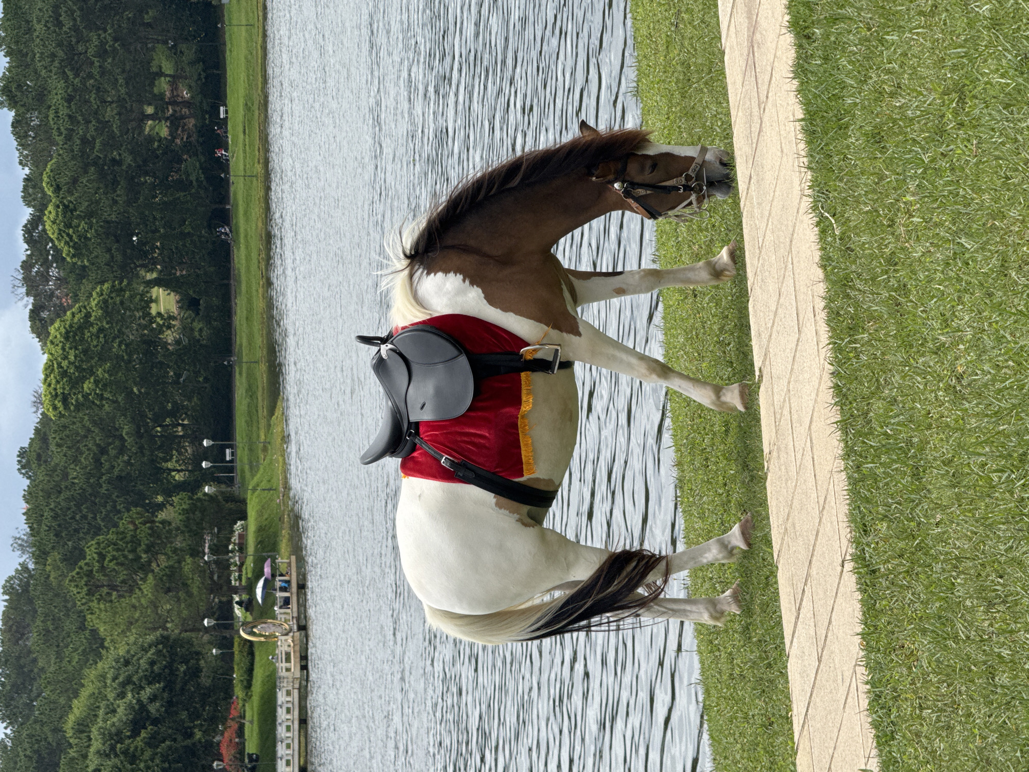 A pinto horse with a saddle and red blanket is grazing on the grass next to Xuan Huong Lake in Da Lat, Vietnam. The horse is facing to the right and its head is down. The lake is calm and reflects the trees and sky. In the background, there is a pier with a few people sitting under umbrellas. The shore of the lake is lined with trees and there are street lamps along the path. A stone pathway is in the foreground.