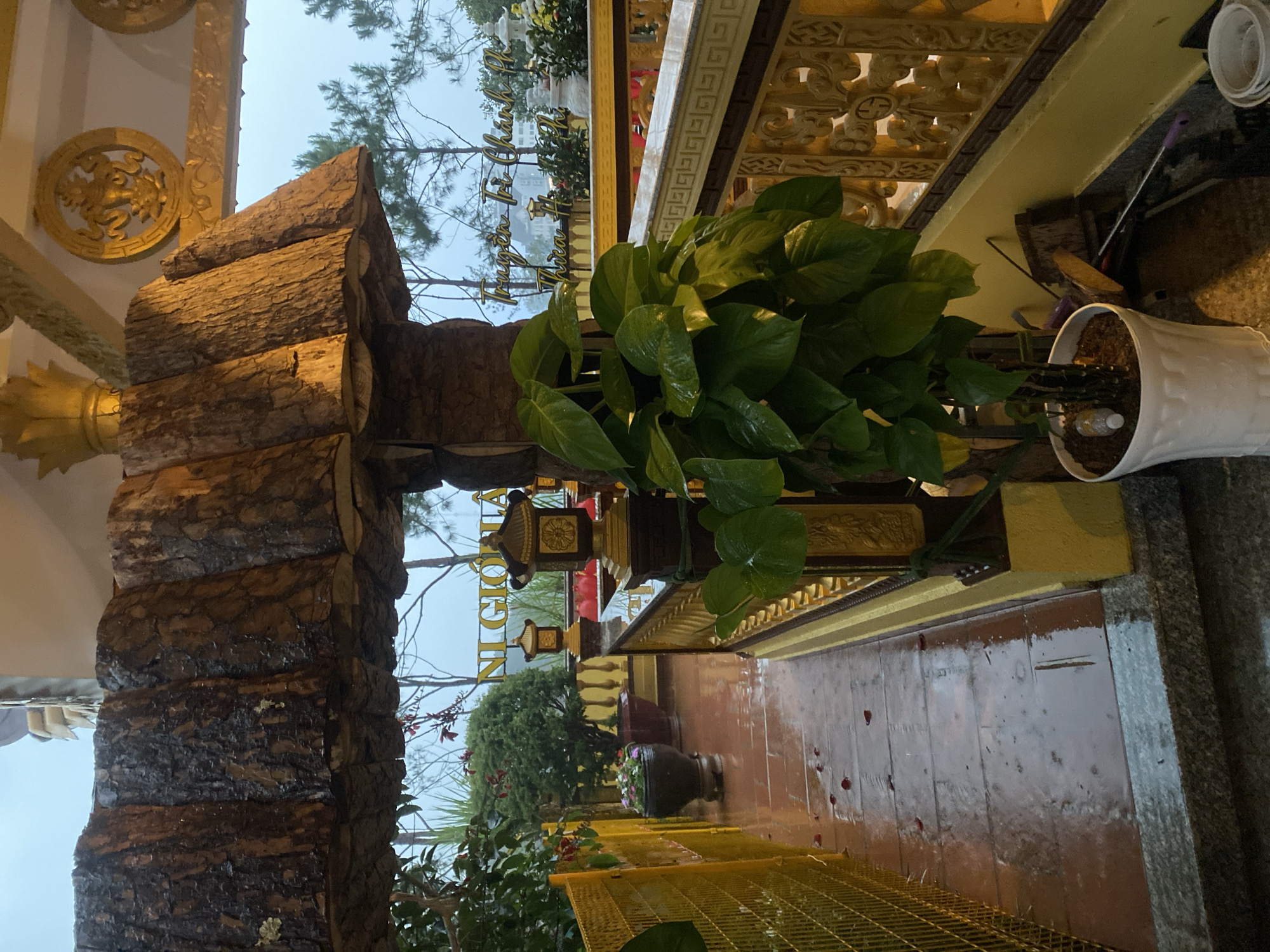 The scene captures an outdoor area in what appears to be a building or structure adorned with ornate, possibly religious, decorations. There is a rustic-looking column or pillar constructed from stacked tree trunks on the left side of the frame.
In the foreground, a vibrant green plant sits in a white pot on a tiled pathway. The pathway and adjacent surfaces appear wet, possibly due to rain. A railing runs parallel to the pathway, featuring intricate golden patterns.
Beyond the railing, there are more plants and greenery, and in the distance, trees and buildings are visible. There's signage visible further in the distance, indicating that the scene is in or near Xuân Hương - Đà Lạt, Vietnam.