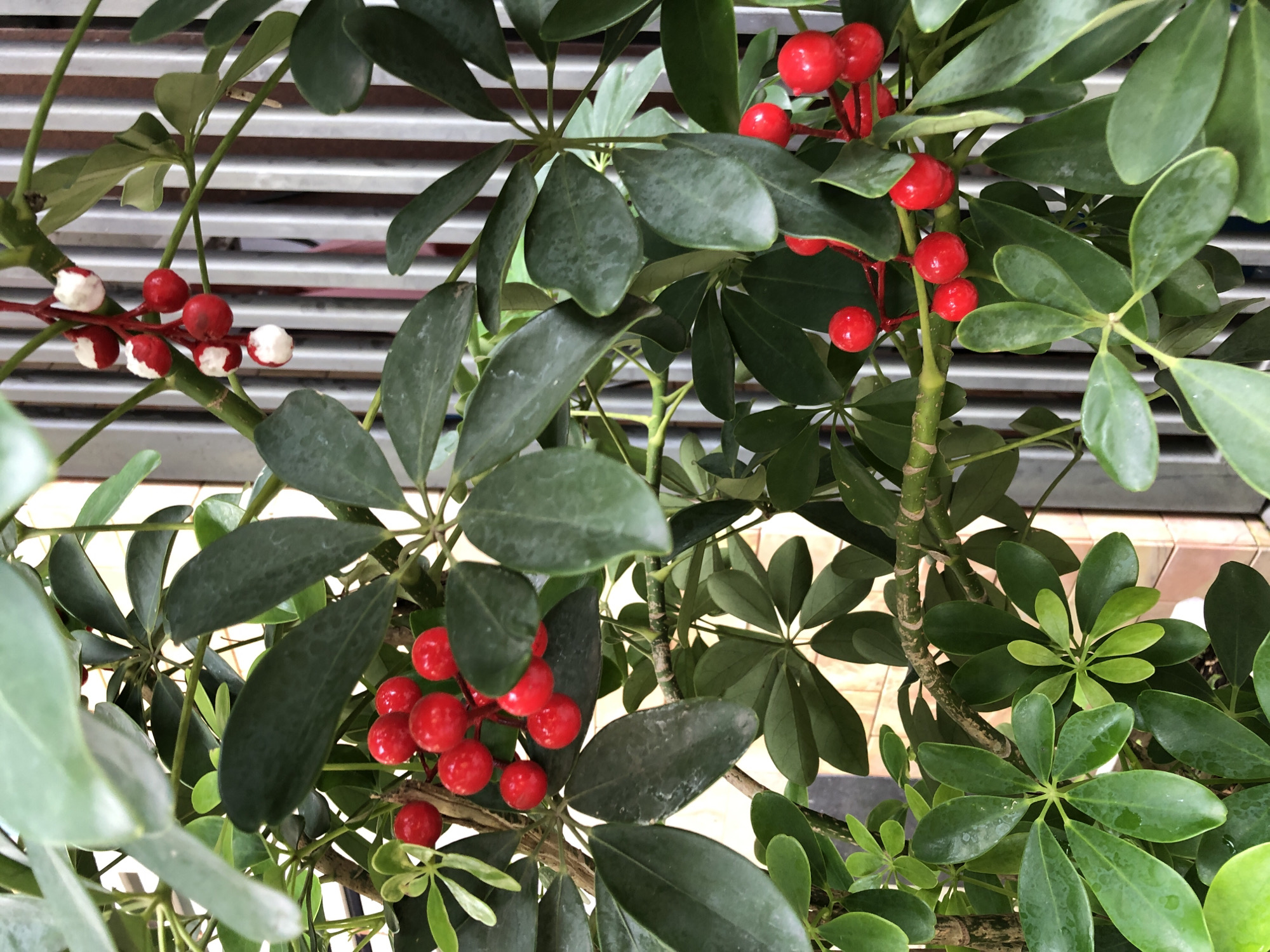 The image shows a close-up of a potted plant with glossy green leaves and clusters of bright red berries. Some of the berries have white tips. The plant appears to be an indoor plant, possibly a Schefflera, given its leaf structure and the presence of berries. The background is blurred, but vertical metallic elements, possibly a fence or a room divider, are visible. The lighting suggests an indoor setting with ambient light. There are no people or animals in the image. The scene is static and focuses solely on the plant. This image was taken in Da Nang, Vietnam.