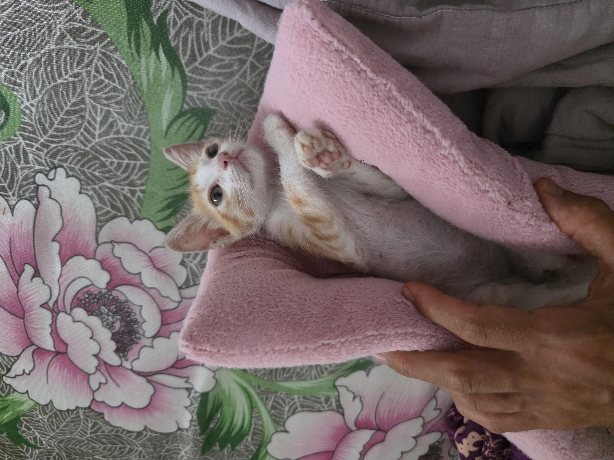 A kitten is nestled in a pink blanket, partially held by a human hand. The kitten is orange and white with green eyes and pink paw pads. The blanket is soft and fluffy. In the background, there is a patterned fabric with large pink flowers and green leaves. The scene appears to be indoors, possibly on a bed or sofa. The presence of the floral pattern suggests this could be a domestic setting within a home in Mũi Né, Vietnam, where such textiles are common.