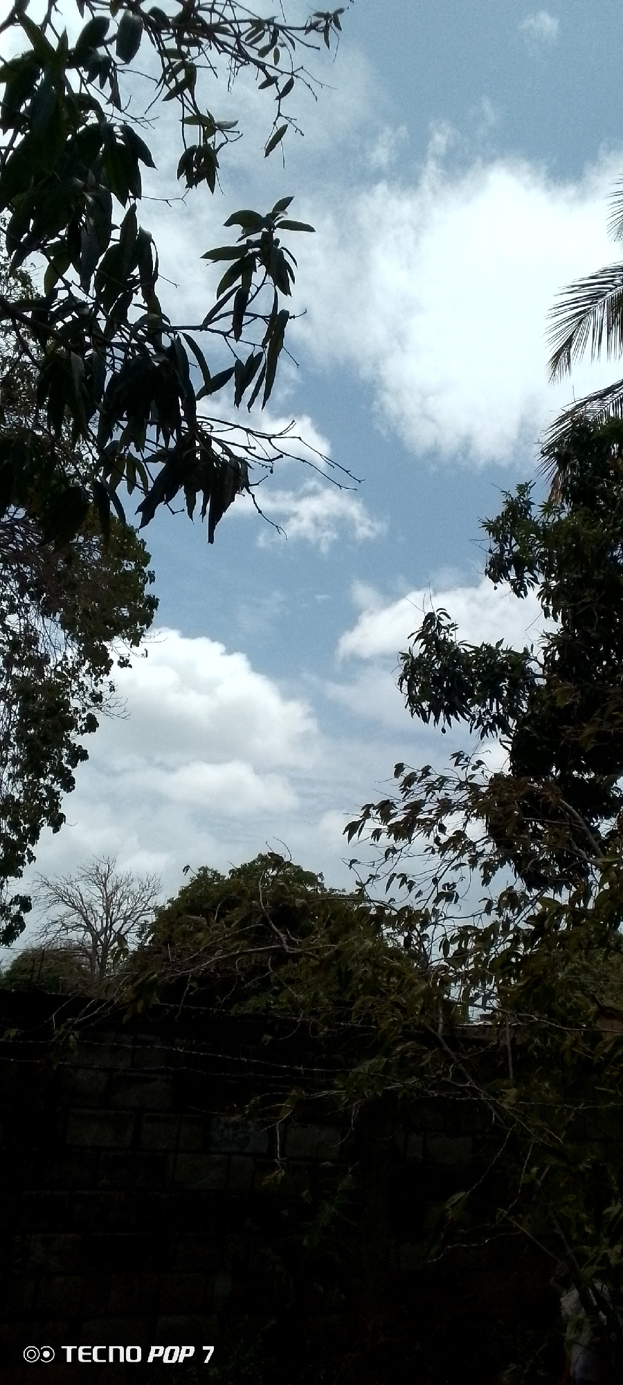 The image captures a view looking up towards a partly cloudy sky framed by tree branches and foliage. In the foreground, there appears to be a dark wall or structure with vegetation growing on top of it. A leafless tree is visible through an opening in the foliage. The "TECHO POP 7" watermark is visible at the bottom of the image. The specific location within Altagracia, Venezuela cannot be determined from the provided image.