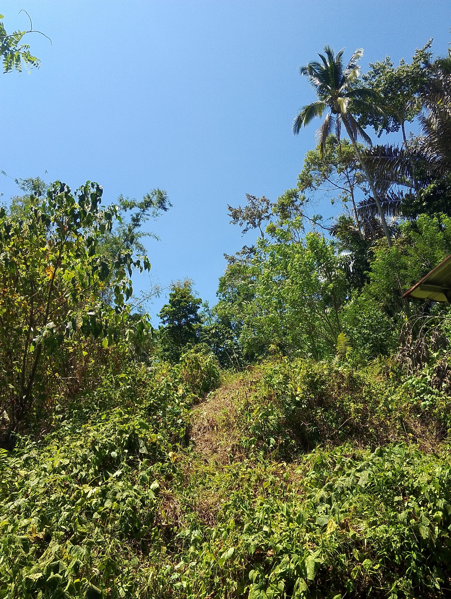 This image depicts an outdoor scene dominated by lush green vegetation under a clear blue sky. The foreground is filled with dense, low-lying plants, vines, and grasses growing on a slightly sloped terrain. A path or cleared area of dry grass is visible winding through the vegetation in the middle ground. Towards the background, a variety of trees, including what appears to be a coconut palm tree, rise towards the sky. The foliage is thick and varied, suggesting a tropical or subtropical environment. A small portion of what looks like a simple structure, possibly a roof or awning with a dark underside and lighter edge, is visible in the upper right corner of the image. The lighting indicates it is daytime, with sunlight casting shadows and illuminating the leaves. The image was captured in the city of Tomohon, Indonesia, a region known for its volcanic landscape and abundant plant life.