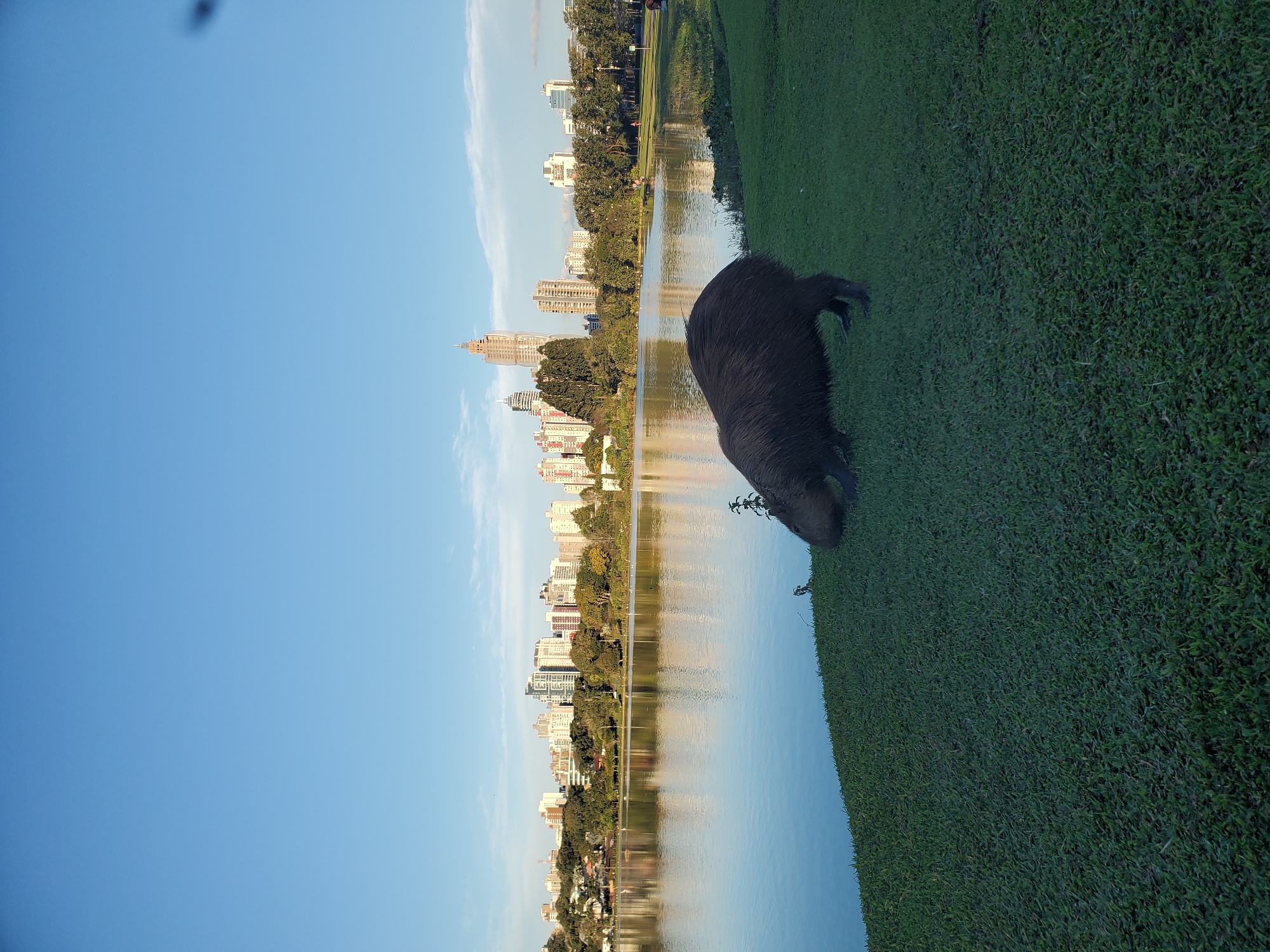 A capybara is foraging on a grassy bank beside a calm lake in Curitiba, Brazil. The lake reflects a cityscape of buildings and trees under a clear blue sky. The capybara, a large rodent with dark, shaggy fur, is positioned in the foreground, facing to the left with its head lowered to the grass. The grassy area is well-maintained, with the lake's edge clearly defined. In the background, a line of trees separates the lake from the urban skyline, which features a mix of modern high-rise buildings and lower-rise structures. The overall scene suggests a park or natural reserve within the city.