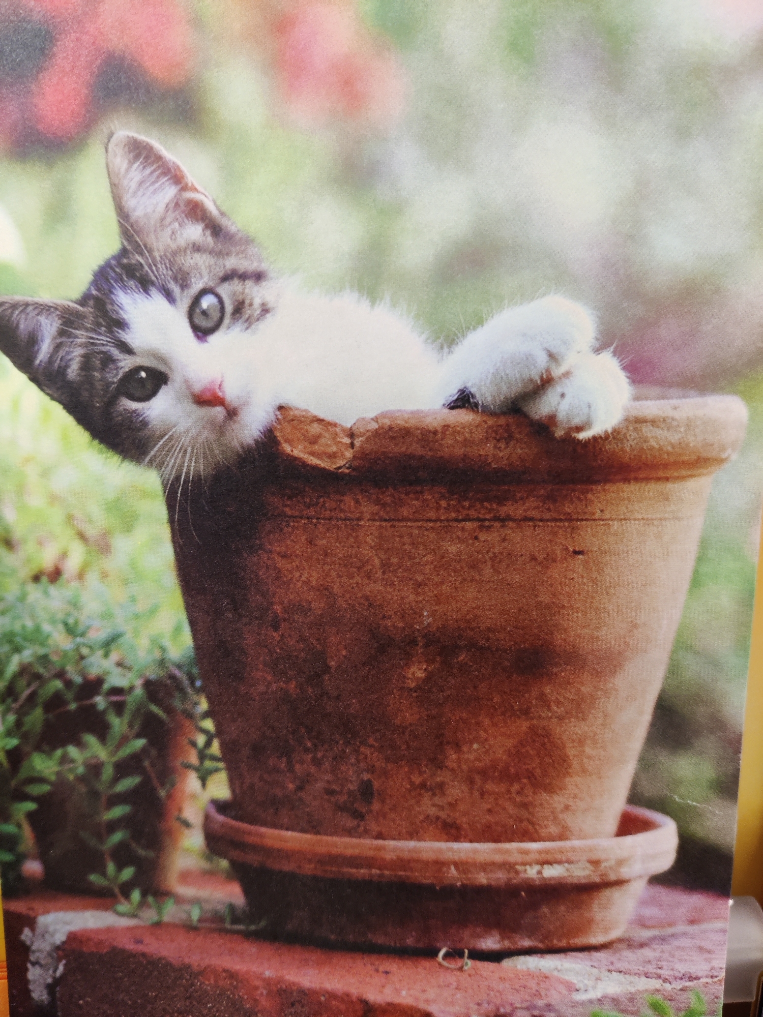 A kitten with gray and white fur is peeking over the rim of a terracotta pot. The kitten's front paws are resting on the edge of the pot. The background is blurred and appears to be a garden with green foliage and hints of pink flowers. The pot is sitting on a brick surface. The image is a photograph. The location is not specified in the image or the provided crops.