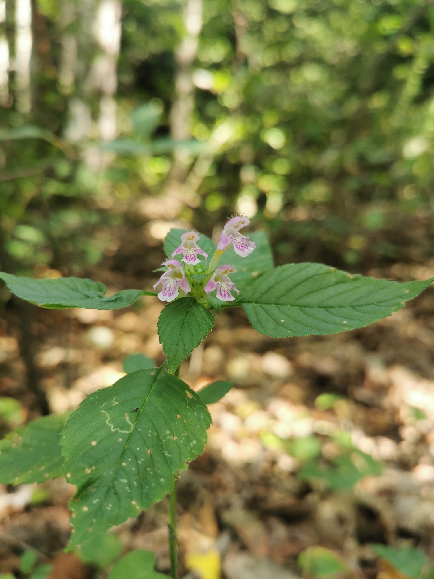 The image shows a close-up of a plant with small pink and white flowers and green leaves, growing in a natural, outdoor setting. The background is blurred, suggesting a forest or wooded area with dappled sunlight filtering through trees. The ground appears to be covered with fallen leaves and soil. The plant is the primary subject, with its delicate blooms and textured foliage prominently displayed. No people are visible in the image. The scene is tranquil and depicts a detail of nature within a potentially rural or forested environment, such as the Дамачаўскі сельскі Савет in Belarus.