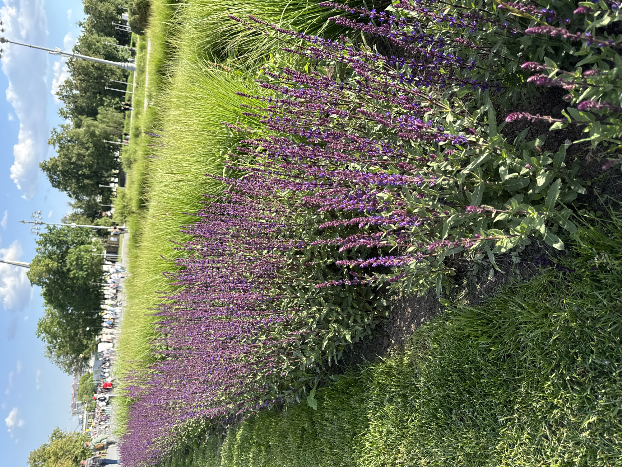 This media file captures a vibrant outdoor scene in a public green space, oriented vertically with the sky on the left and the ground on the right. In the foreground, a prominent, long bed of purple flowers, likely Salvia or Lavender, is in full bloom, displaying numerous spikes of small, vivid purple blossoms and green foliage. This flower bed is bordered by areas of neatly mown green grass, and behind it, a row of taller, wispy green ornamental grasses adds texture.
Beyond the floral display, a paved pathway or road is visible, populated by numerous people walking and congregating, suggesting a busy public area. Several streetlights or lamp posts line this path. The background is dominated by a dense canopy of green trees, indicating a park or large urban garden. Above the trees, a clear blue sky with scattered fluffy white clouds completes the sunny daytime setting. The bright light casts subtle shadows, indicating a pleasant, fair-weather day. No discernible text is visible within the image. The scene conveys a lively and well-maintained urban park environment, consistent with a public area in Moscow, Russia.