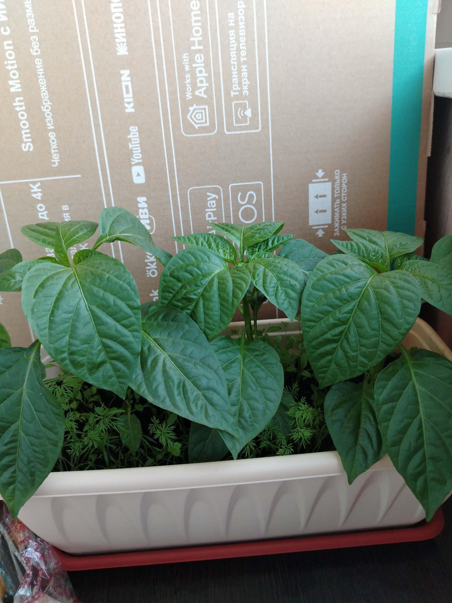In an indoor setting, likely a home in Andreyevka, Russia, a close-up shot focuses on a rectangular, cream-colored planter filled with lush green pepper seedlings. The planter sits on a red plastic tray, which rests on a dark wooden surface. Behind the planter, a large cardboard surface with white text and graphics is visible, suggesting it might be packaging for an electronic device, featuring branding like "Smooth Motion," "4K," "YouTube," "KION," "OS," "Apple Home," and instructions in Russian. The lighting appears to be natural, coming from a window or overhead source, creating subtle shadows on the leaves and the cardboard. No people are present in the frame.