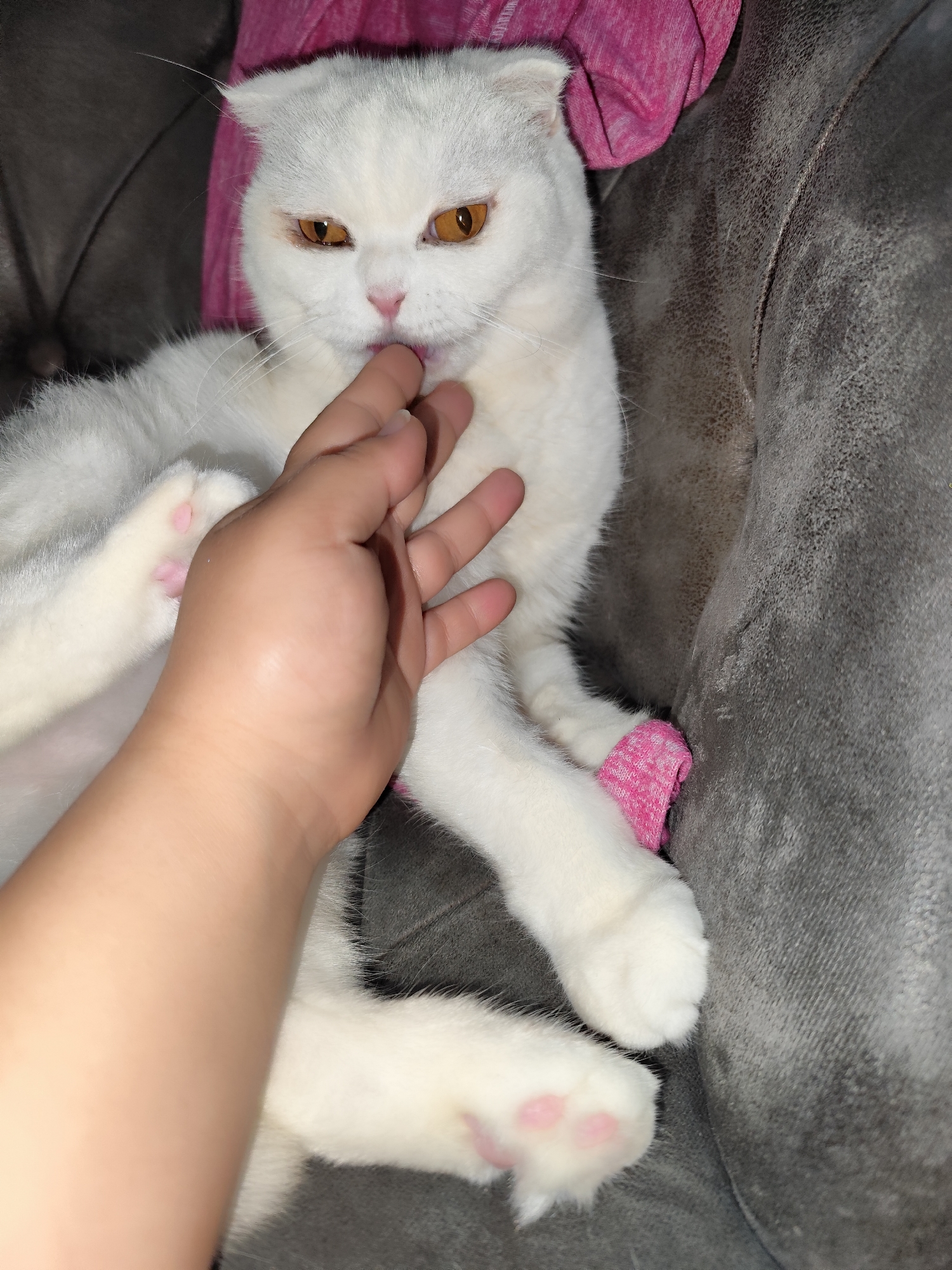 A white Scottish Fold cat with amber eyes is lying on a gray upholstered couch. A person's hand is petting the cat near its face, and the cat is licking the person's finger. The cat has pink paw pads. A pink cloth is visible near the cat. The location is Sarıyer, Turkey.