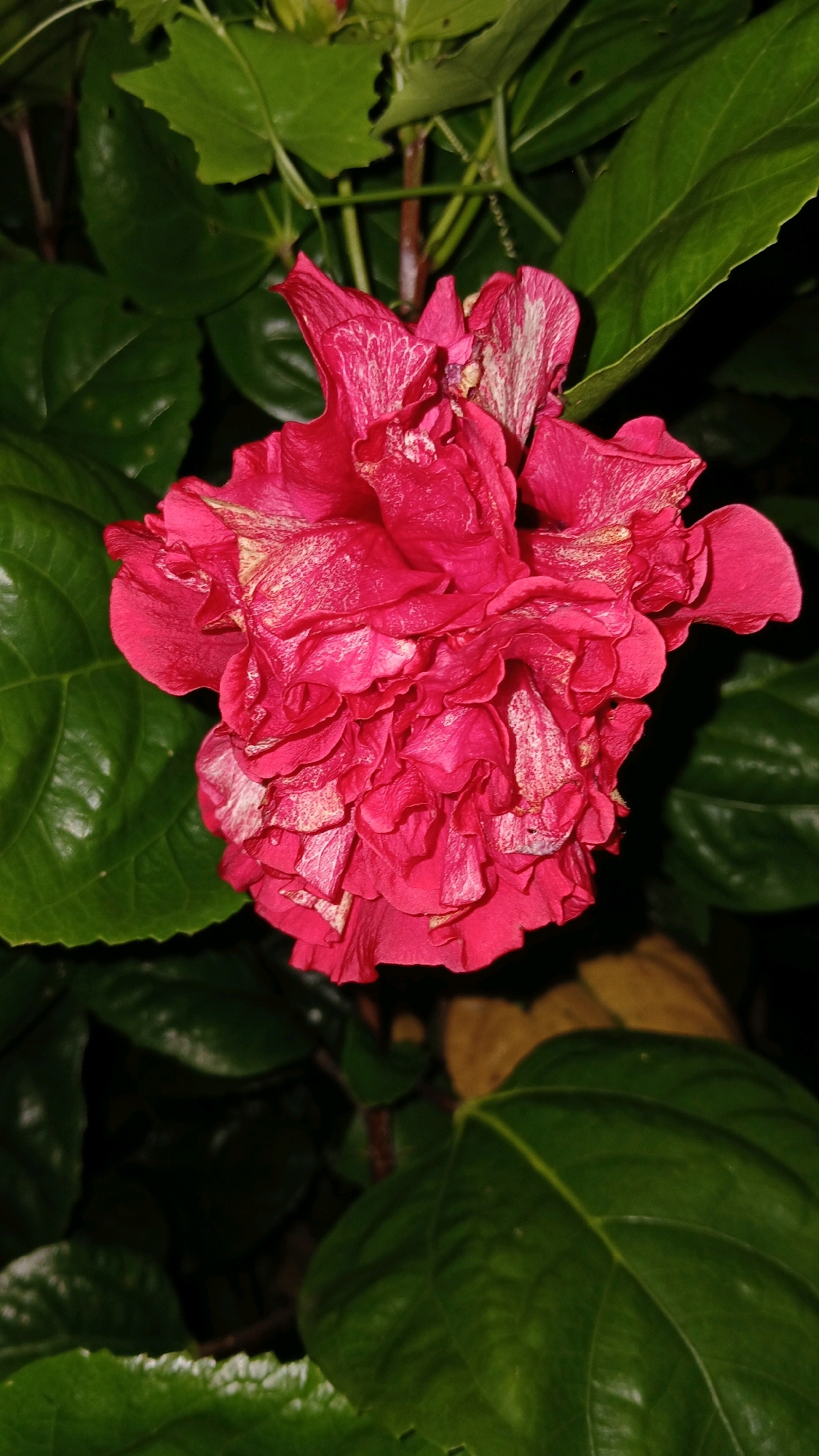 A tightly cropped, eye-level close-up shot focuses on a vibrant pink hibiscus flower in the center of the frame. The flower has numerous ruffled petals, some of which are lighter pink or white, creating a textured, almost layered appearance. The background is dominated by dark green leaves, with some slightly lighter green foliage visible above the flower and to the left. The lighting suggests it is nighttime or a very dimly lit area, as the background is dark and shadowy. There are no people or discernible man-made objects in the image. The location is not specified, and therefore cannot be determined as being in Unknown, India.