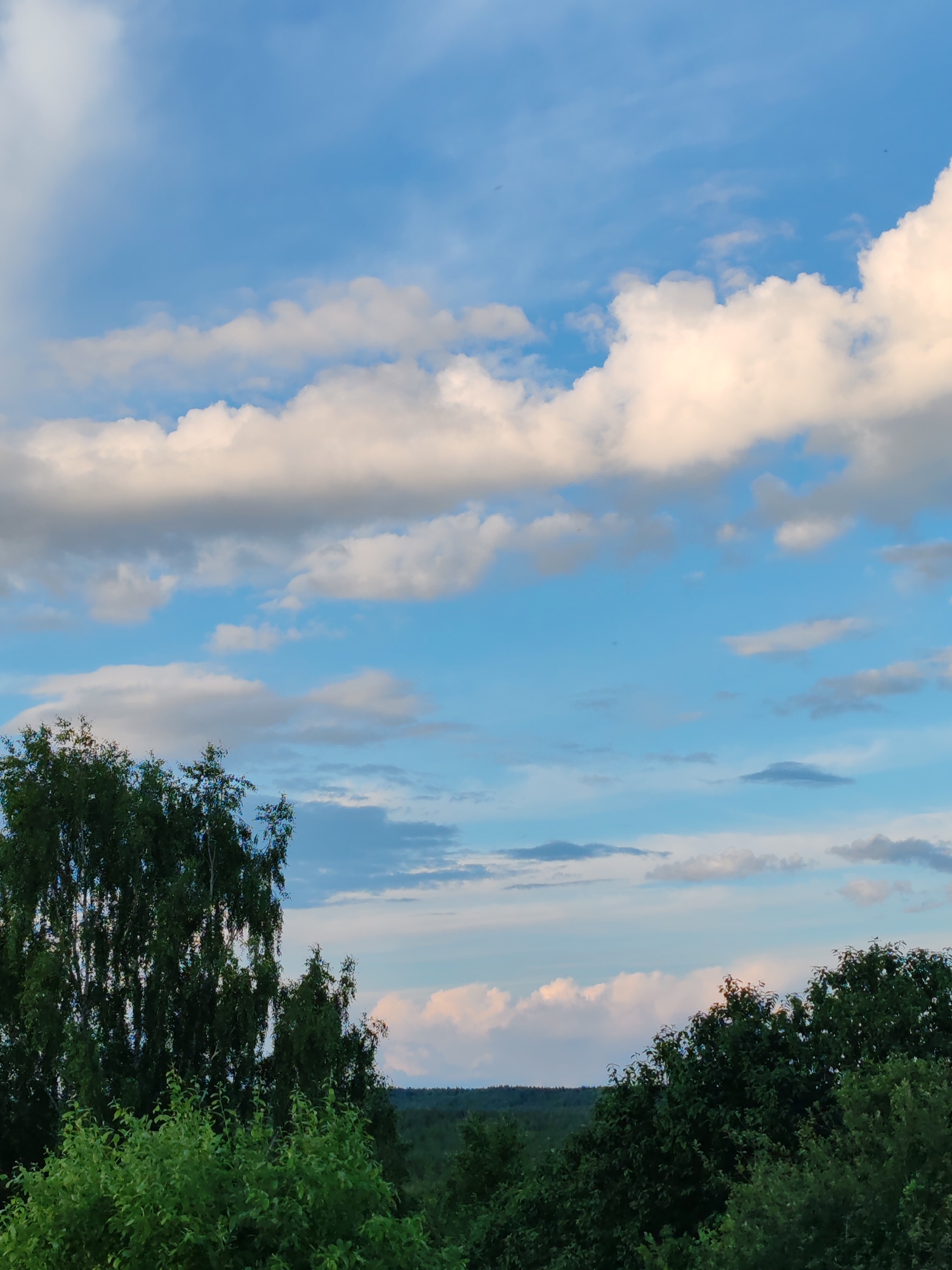 The image captures a panoramic view of the sky and a dense forest canopy, likely on the outskirts of Chukhlem, Russia. The sky is a vibrant blue, populated with a mix of fluffy white clouds and darker, elongated cloud formations, suggesting a dynamic weather system. The clouds are illuminated by sunlight, creating areas of bright white and softer, shadow-laden patches. Below the sky, a thick expanse of dark green trees dominates the lower half of the frame. In the foreground, lighter green foliage forms a dense layer, obscuring the ground. A prominent birch tree with its distinctive white bark and drooping branches stands on the left side of the image, its dark green leaves contrasting with the lighter, feathery texture of the foreground bushes. The distant horizon is marked by a dark, undulating line of trees, indicating the vastness of the forest. The overall scene is natural and serene, devoid of any human presence or man-made structures.