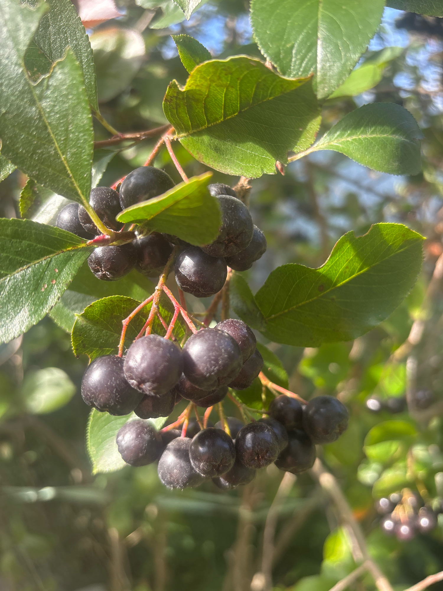 A close-up, outdoor, eye-level shot focuses on a cluster of dark, ripe aronia berries hanging from a branch, interspersed with green leaves. The berries are round and purplish-black, with some showing slight wear or a matte finish. The leaves are broad and ovate with visible veins. The lighting suggests it is daytime, with sunlight dappling through the foliage, creating bright highlights and soft shadows. The background is a blur of green foliage and hints of blue sky, indicating the berries are on a bush or tree. The berries are the primary subject, detailed and in focus, while the leaves and background are softer. The scene is set in an unspecified natural environment, likely a garden or a park, and does not provide information about the city of Лотос Снт (марьино), Russia, beyond its potential location context if the image were to be analyzed further in relation to that place.