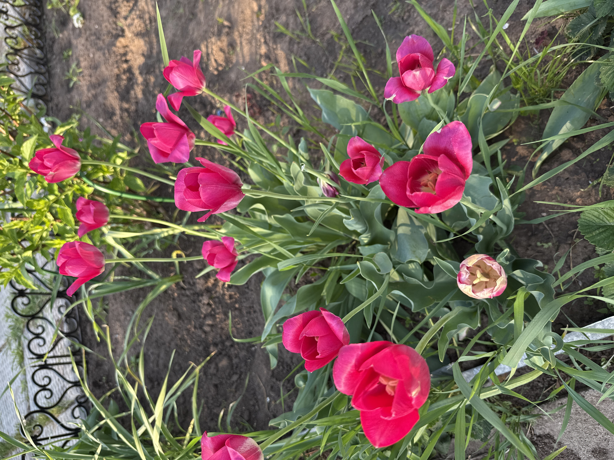 The image depicts a cluster of vibrant pink tulips in a garden setting. The tulips are at varying stages of bloom, with some fully open and others in bud. They are surrounded by green foliage and interspersed with blades of grass. The ground appears to be a mix of soil and vegetation. A decorative metal fence is partially visible in the background. The image does not provide enough information to identify the specific location in Votkinsk, Russia. There are no people visible in the image.
