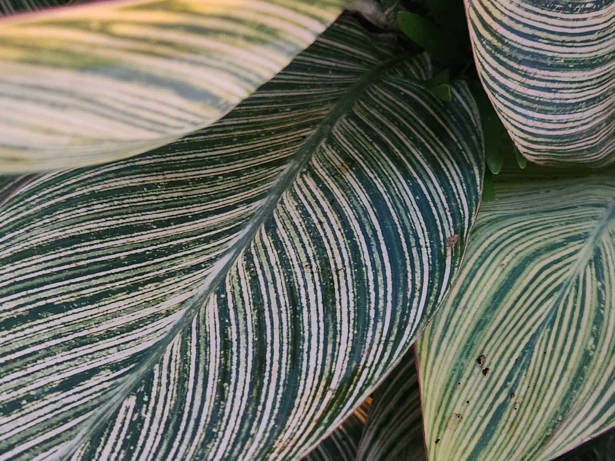 The image is a close-up, overhead shot of variegated leaves of a Canna Lily plant. The leaves exhibit a striking pattern of dark green and creamy white stripes that run parallel to the veins. One large leaf dominates the foreground, with its prominent central vein and undulating surface. Other leaves are visible in the background, some overlapping, adding depth to the composition. The lighting suggests an outdoor setting, likely in natural light. The image was captured in Winter Park, United States of America.