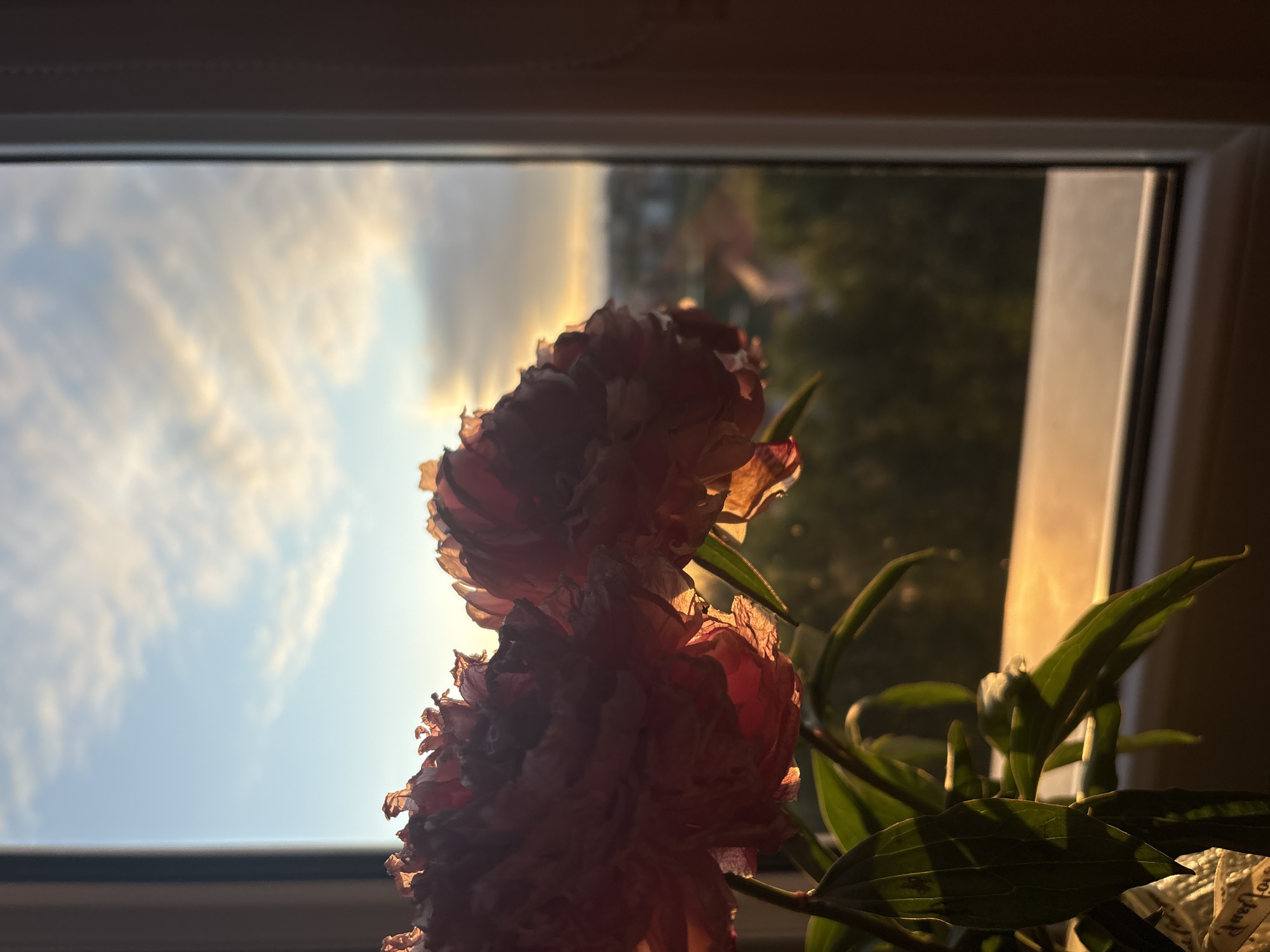 The image depicts two pink peonies in the foreground, silhouetted against a window at sunset. The flowers are detailed, with delicate, ruffled petals catching the warm, golden light. Behind the flowers, through the window, a blurred cityscape is visible, with hints of buildings and trees. The sky above is a gradient of soft blues and oranges, with wispy clouds. The scene appears to be indoors, with the window frame and a portion of the wall visible on the right side of the image. The composition suggests a peaceful, intimate moment captured at dusk. The location is identified as Opole, Poland.