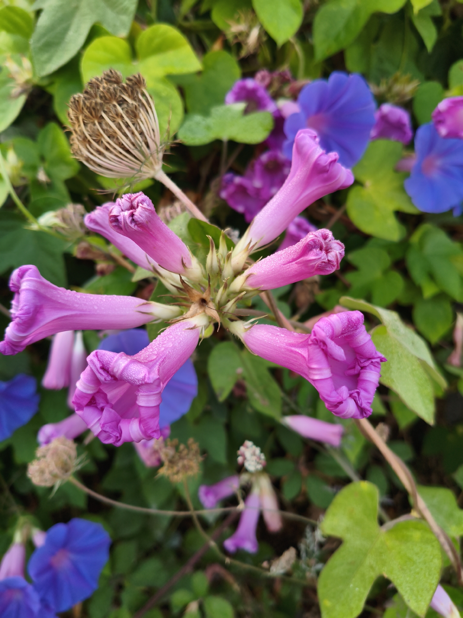 A cluster of pink morning glory flowers in various stages of bloom is the central focus of the image. The flowers are trumpet-shaped, with the petals unfurling and some still tightly closed. Small water droplets are visible on the petals of the open flowers, suggesting recent rain or dew. Behind the pink flowers, several bright blue morning glories are visible, some fully open and others partially obscured by foliage. Green leaves form a dense backdrop for the flowers. In the upper left corner, a dried seed head, likely from a previous bloom, is prominent. The scene appears to be an outdoor garden or natural setting, possibly in Águeda, Portugal, given the mention of the city. There are no people or animals present. The lighting suggests it is daytime.