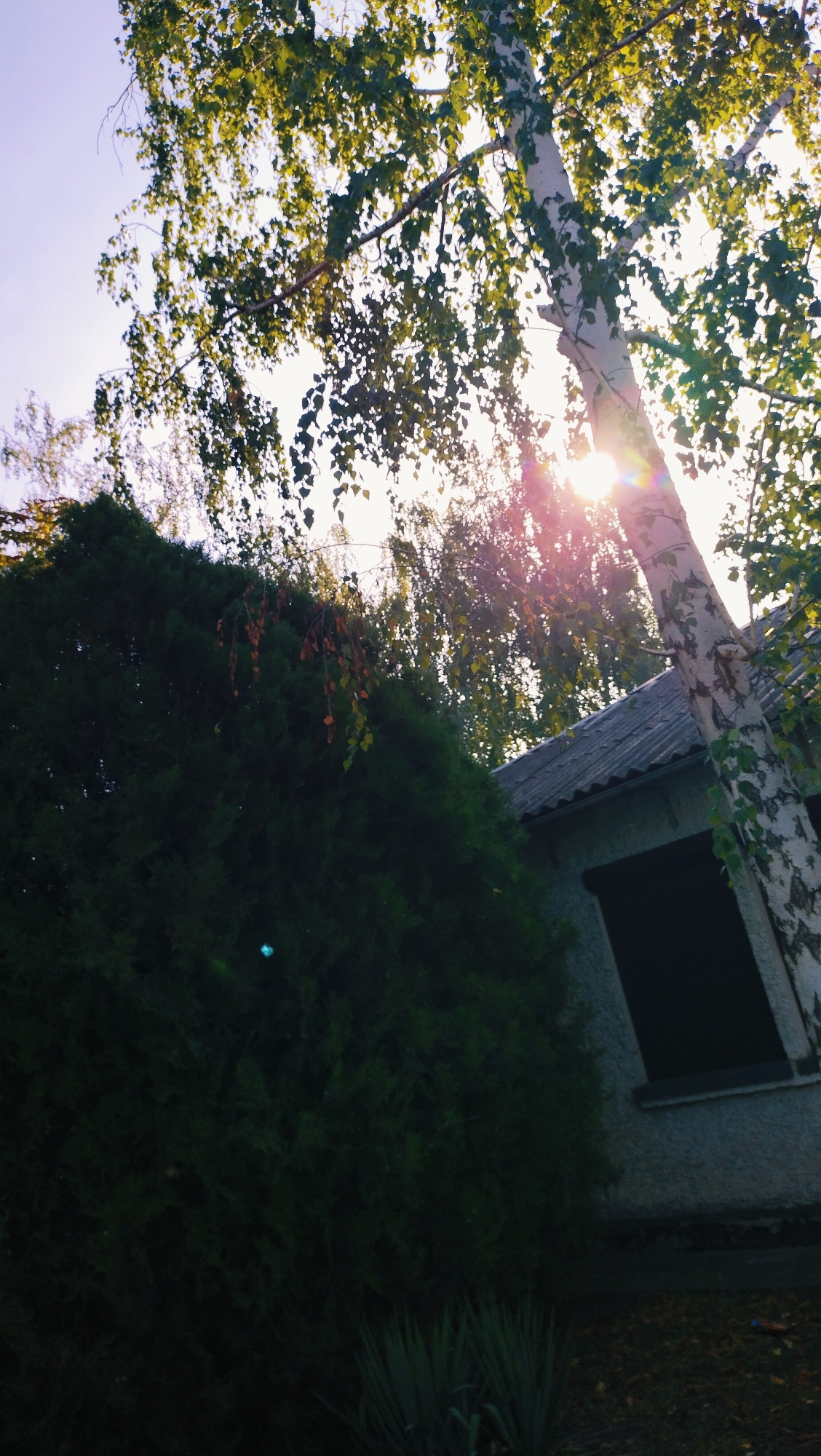 The image captures a low-angle view of a suburban scene in Horishni Plavni, Ukraine, bathed in the warm glow of the sun. A large, mature tree with a distinctive white, mottled trunk and vibrant green leaves dominates the upper right portion of the frame, its branches reaching towards the sky. The sun's rays pierce through the foliage, creating a lens flare effect with hues of yellow and pink.
In the mid-ground, a dense, dark green hedge forms a significant barrier, obscuring much of the lower half of the image. To the right of the hedge, a portion of a building is visible, featuring a weathered, grey, corrugated roof and a light-colored wall. A dark rectangular window is set into the wall, its glass reflecting the light.
The foreground is partially visible with the bases of the hedge and a glimpse of the building's foundation. The ground appears to be covered with fallen leaves and a few tufts of grass or low-lying plants. The overall impression is one of a serene, sun-drenched afternoon in a residential area, with nature and man-made structures coexisting. The lighting suggests it is late afternoon or early evening, given the angle of the sun and the quality of the light.
