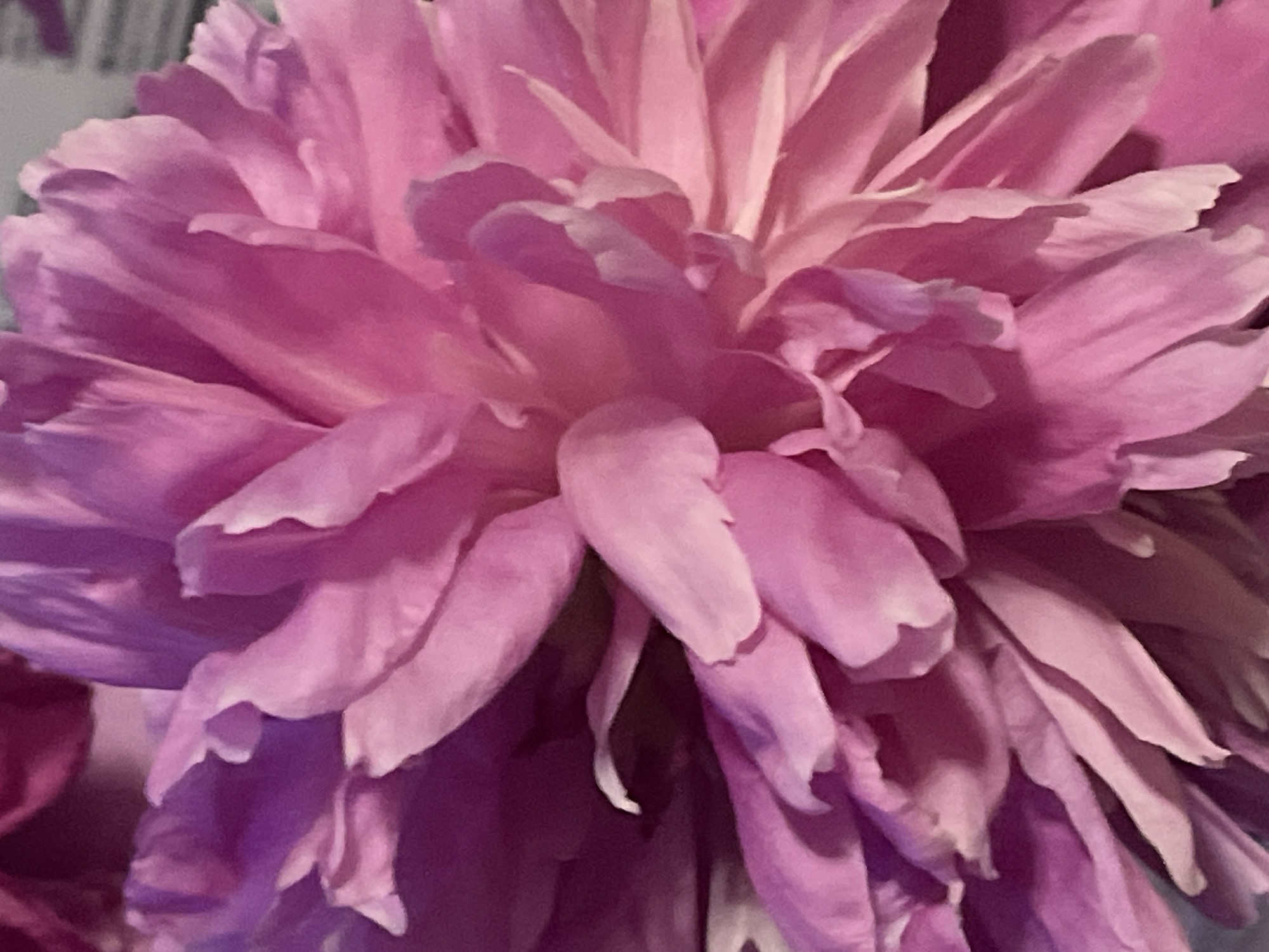 This is a close-up photograph of a pink peony flower. The petals are layered and ruffled, with a gradient of color from deep fuchsia to pale pink. Some of the petals appear translucent, allowing light to pass through them. The flower is in full bloom, with its center obscured by the dense arrangement of petals. The background is dark and out of focus, emphasizing the texture and color of the flower. This image was taken in Minsk, Belarus.