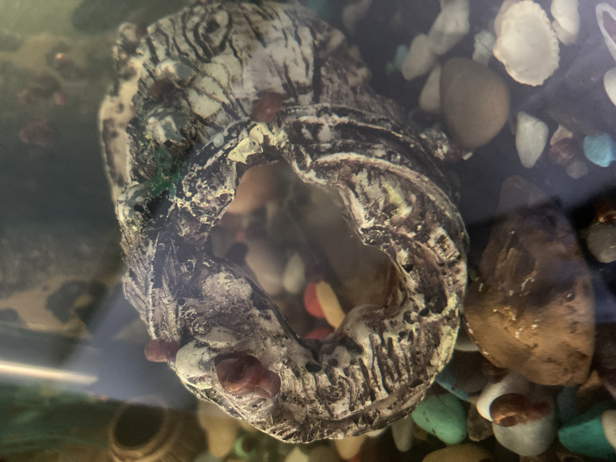 The image shows a close-up of a decorative aquarium ornament, possibly a hollow log or cave, covered in small reddish-brown organisms that appear to be snails or snail eggs. The ornament is textured and appears to be made of a ceramic or resin material, with a rough, light-colored surface marked with darker lines. The ornament is submerged in water, surrounded by colorful gravel and pebbles. Some of the pebbles are blue, green, and tan. In the background, a cylindrical object, possibly another aquarium decoration or a filter intake, is visible, as is a blurred reflection of light on the surface of the water. There are no people or animals visible in the image, nor is there any context to place this scene in Monino, Russia. The focus is on the texture of the ornament and the small organisms attached to it.