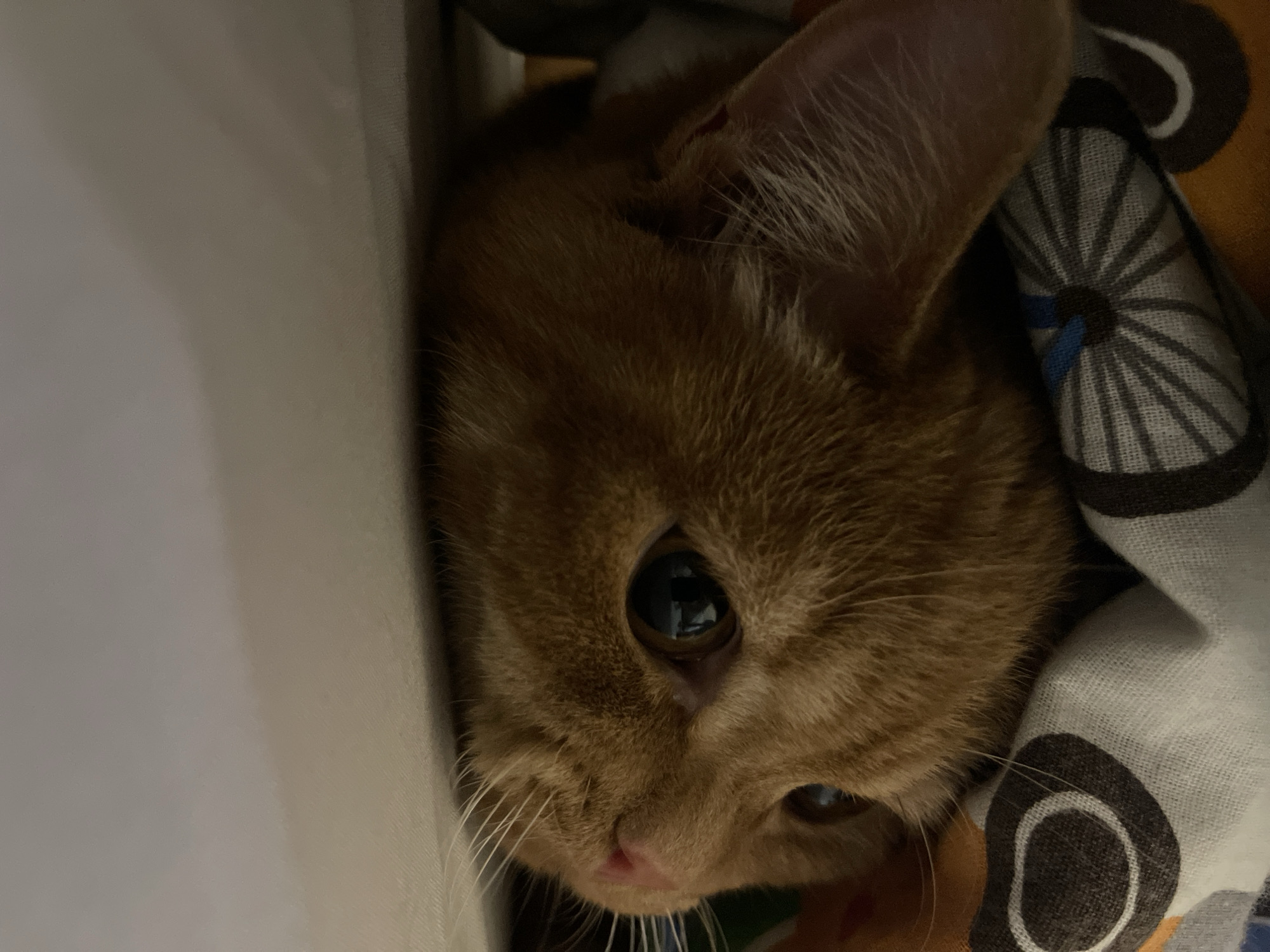 A close-up, low-angle shot captures an orange tabby cat peeking out from under a patterned blanket. The cat's head is partially obscured by the fabric, with only its face, ears, and a paw visible. The blanket features a repeating pattern of circular shapes with spokes and rounded elements in shades of brown, white, and gray, along with hints of orange. The cat's fur is a warm orange, and its left eye, a dark pupil within an amber iris, is clearly visible and reflects the surroundings. Its right eye is partially visible. The cat appears to be resting on a light-colored, flat surface, likely a bed or couch, in an indoor setting. The image is taken in the city of Kommunarka, Russia.