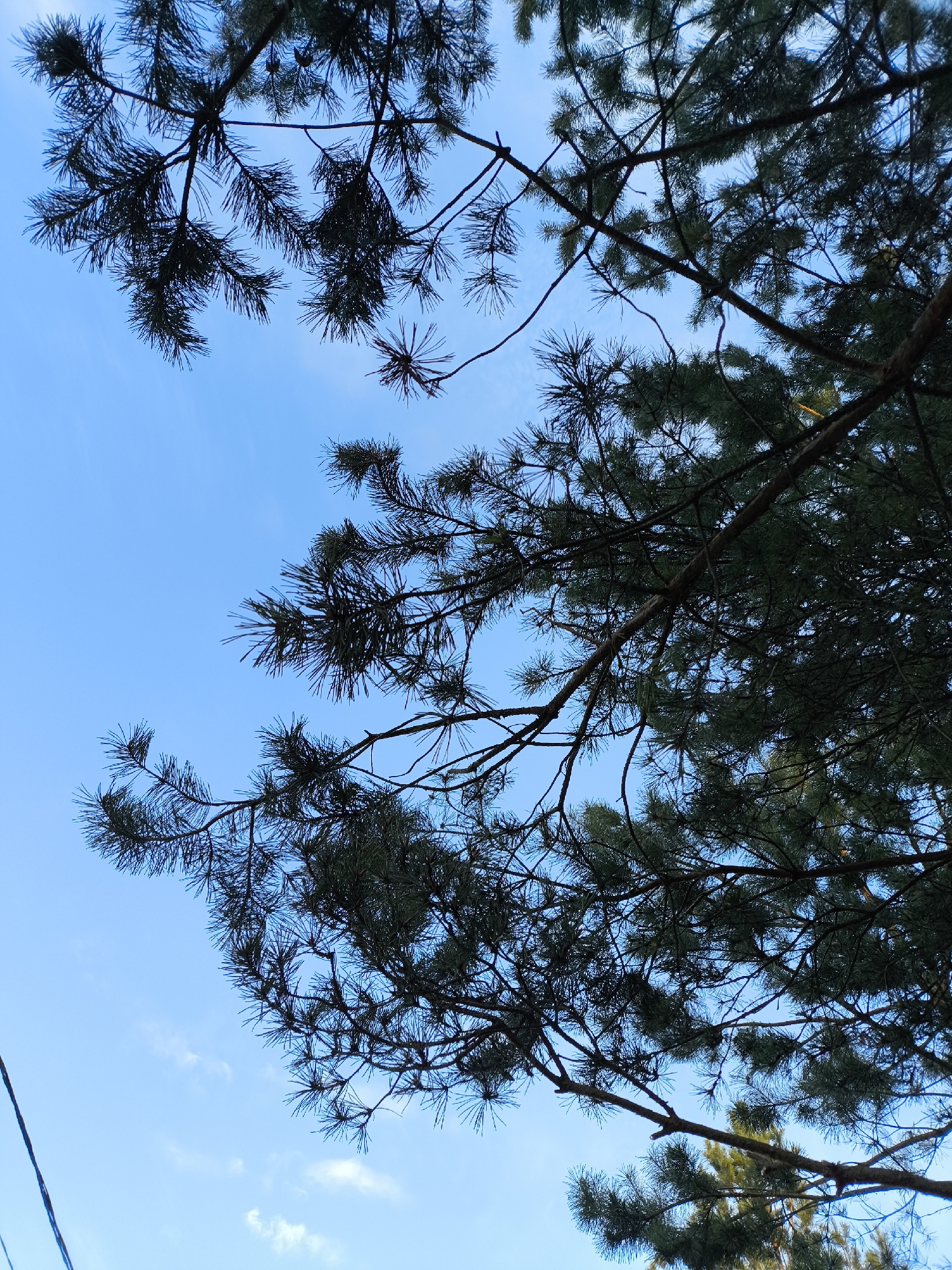 The image depicts a view looking up into the branches of pine trees against a blue sky. The branches are silhouetted against the bright sky, with clusters of pine needles visible on the branches. The sky is a clear, light blue color with a few scattered wisps of white clouds. The branches appear to be from trees in Moscow, Russia, but the specific location cannot be determined without further information.