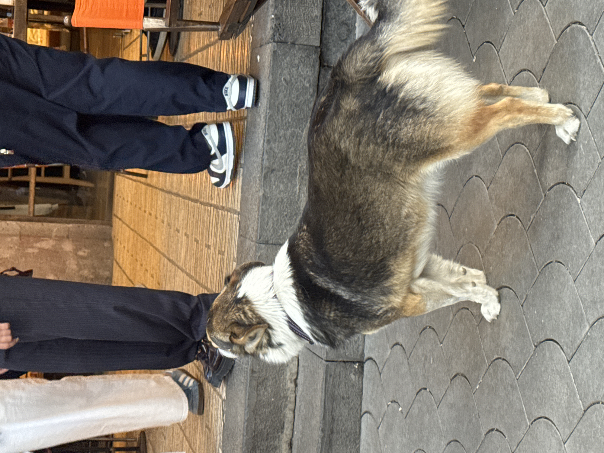 The photograph shows a medium-sized dog standing on a paved surface. The dog has a predominantly gray and brown coat with white markings around its neck and paws. It is wearing a dark-colored collar. Two people are partially visible in the frame, both wearing dark pants and shoes. One person is wearing white socks. The scene appears to be outdoors, on a walkway or sidewalk, next to a building with wooden elements. The patterned paving suggests a deliberate design. The image was taken in Yerevan, Armenia.