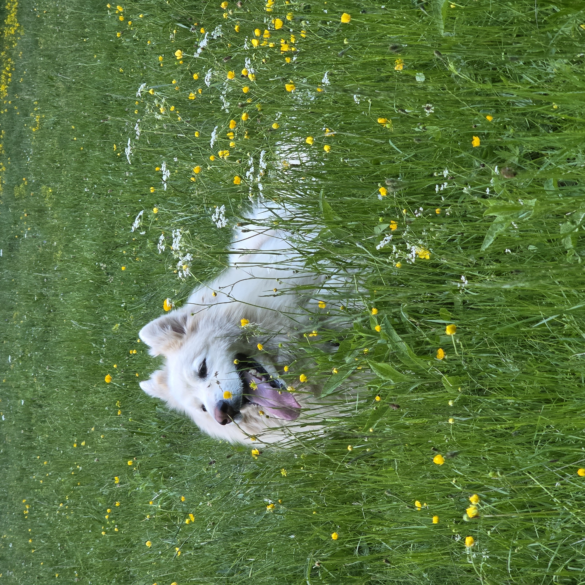 A white, fluffy dog with its tongue out is lying in a grassy field dotted with yellow wildflowers. The dog's fur is light cream to white. Its eyes are dark and open, and its mouth is wide, revealing a pink tongue. The dog appears to be looking towards the left of the frame. The field is lush green with numerous small yellow flowers and some scattered white wildflowers. The background is also filled with the same green grass and flowers, creating a natural, outdoor setting. The image is taken from a slightly elevated perspective, looking down at the dog. The location is identified as Smolevo, Bulgaria.