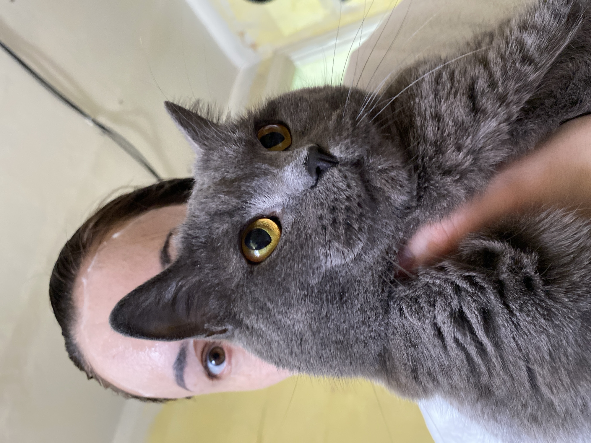 A gray cat with golden eyes is being held by a person with brown hair and fair skin. The background is a slightly blurred indoor setting with yellow and white walls. The photo appears to be taken from a low angle, looking up at the subjects. There is no evidence to suggest the image was taken in Votkinsk, Russia.