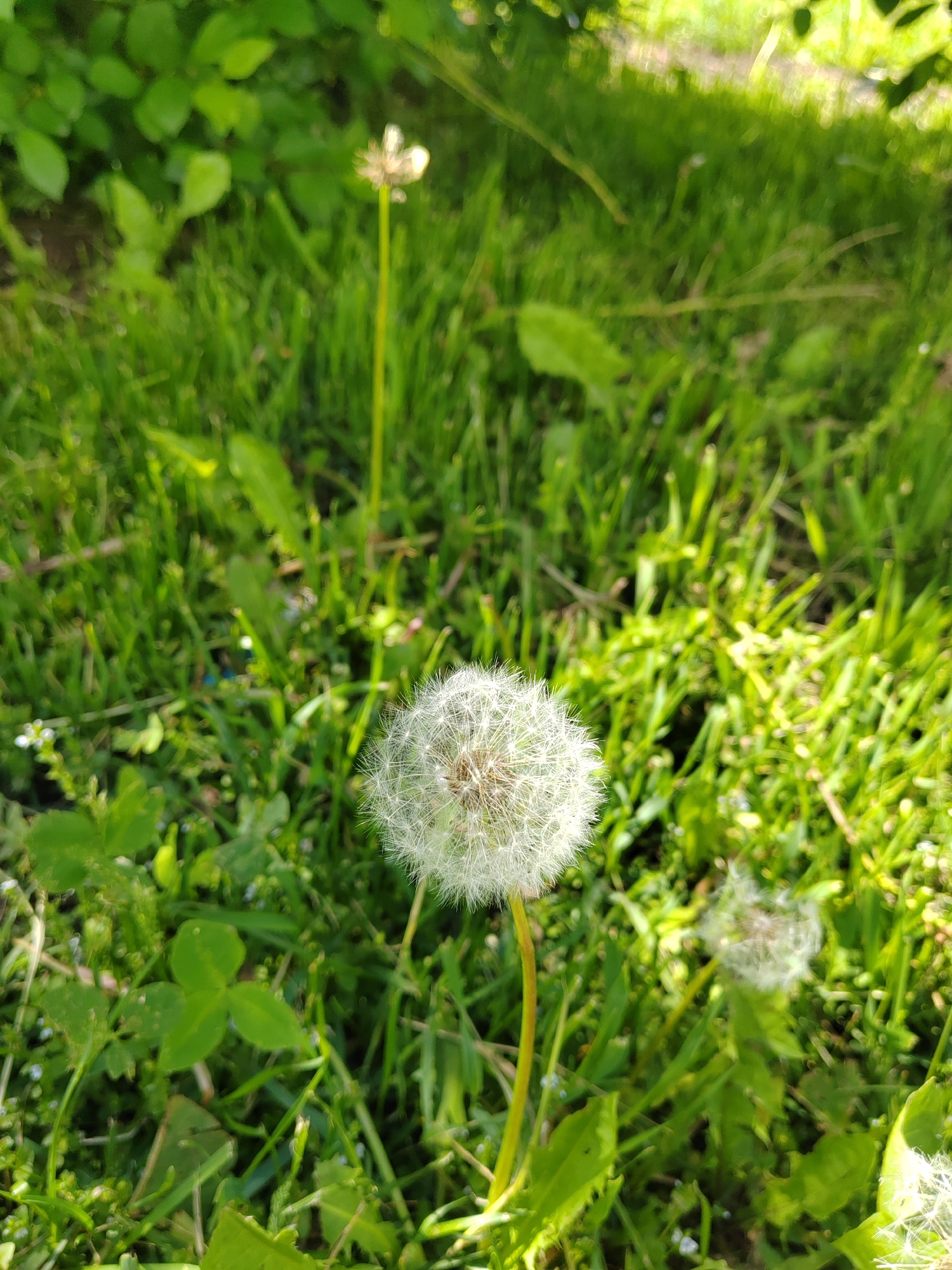 The image shows a close-up view of a grassy area with several dandelions in various stages of seed dispersal. The most prominent dandelion is a fully formed seed head, white and spherical, standing upright in the center of the frame. Other dandelions are visible in the background, some with partial seed heads or just stems remaining. The grass is lush and green, interspersed with other low-lying plants, including clover. Patches of sunlight illuminate the scene, creating dappled shadows. The location is Уральское, Russia.