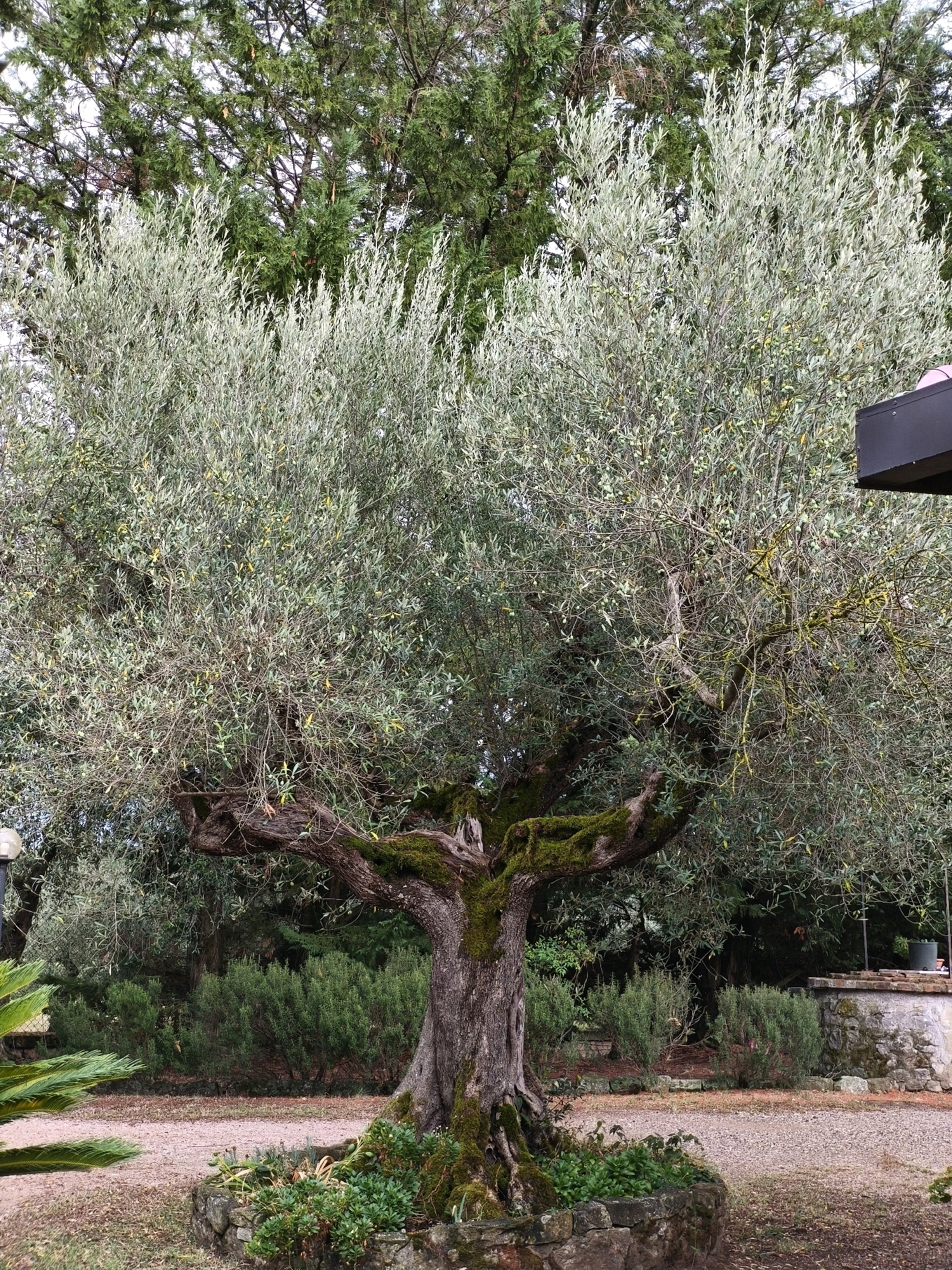 An ancient, gnarled olive tree stands prominently in the foreground, its thick, moss-covered trunk dividing into numerous branches laden with silvery-green leaves and some small, green olives. The tree is rooted in a circular stone planter filled with low-lying green plants. Behind the olive tree, a gravel path curves through a garden area. Further back, dense green shrubs form a hedge, and beyond that, taller trees, some with dark green foliage, create a lush backdrop. To the right, a portion of a dark-colored roof structure is visible, along with a low stone wall topped with red brick, suggesting an outdoor area adjacent to a building. The scene appears to be located in a garden or park setting.