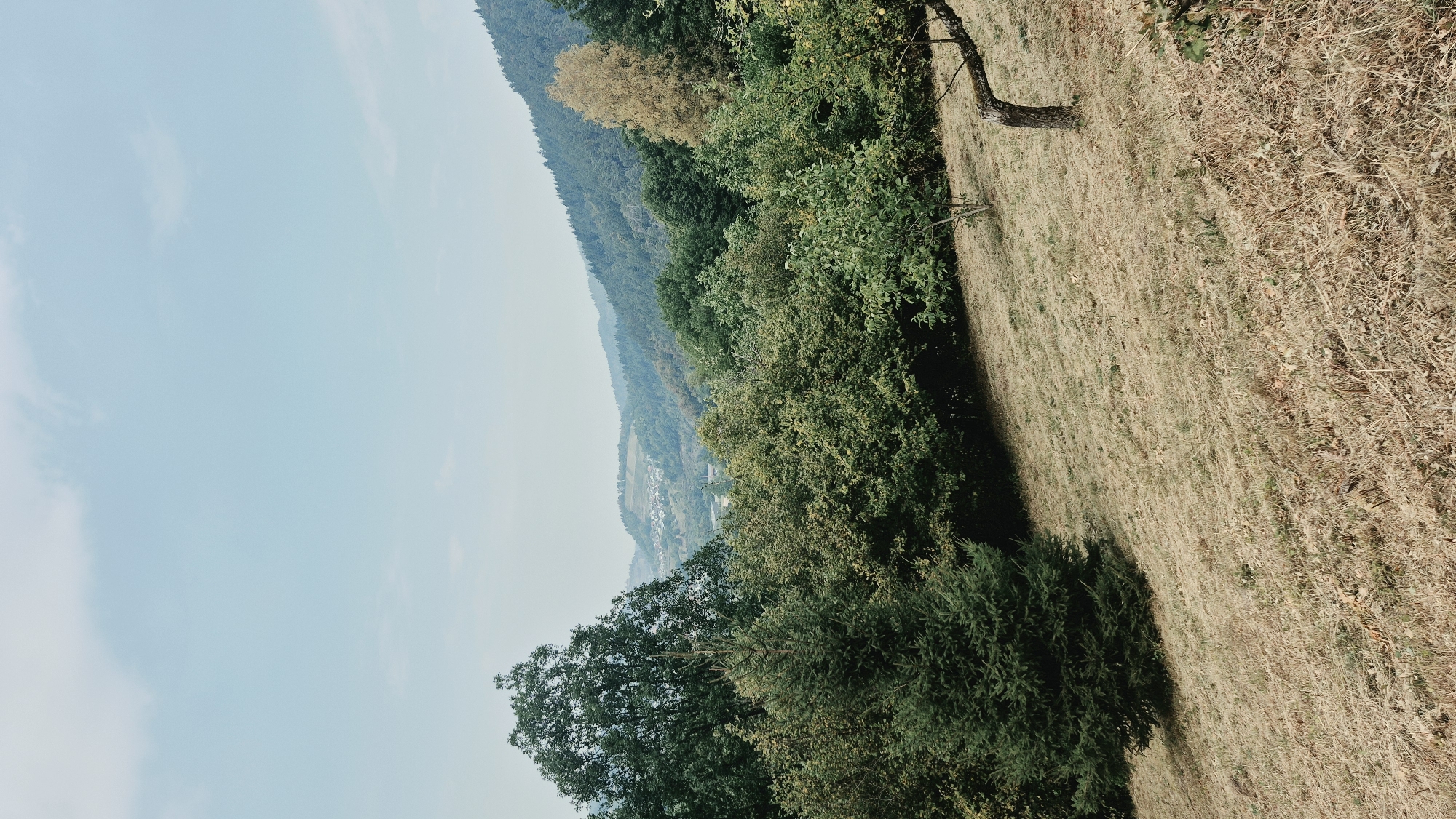 The image depicts a landscape scene with a gentle slope covered in dry, straw-like grass. The foreground features a small, gnarled tree with a curving trunk. To the left, a dark green fir tree stands prominently. In the midground, a dense line of various green trees forms a barrier, with some lighter foliage and a single tree with yellowing leaves visible further back on the right. Beyond the trees, rolling hills covered in a darker green forest stretch into the distance. A small village or cluster of buildings is visible nestled within a valley in the far background, with fields or vineyards surrounding it. The sky is a pale blue with scattered, wispy white clouds. The overall impression is of a rural or semi-rural setting, likely in a hilly or mountainous region. There is no evidence to suggest this location is in Forbach, Germany.