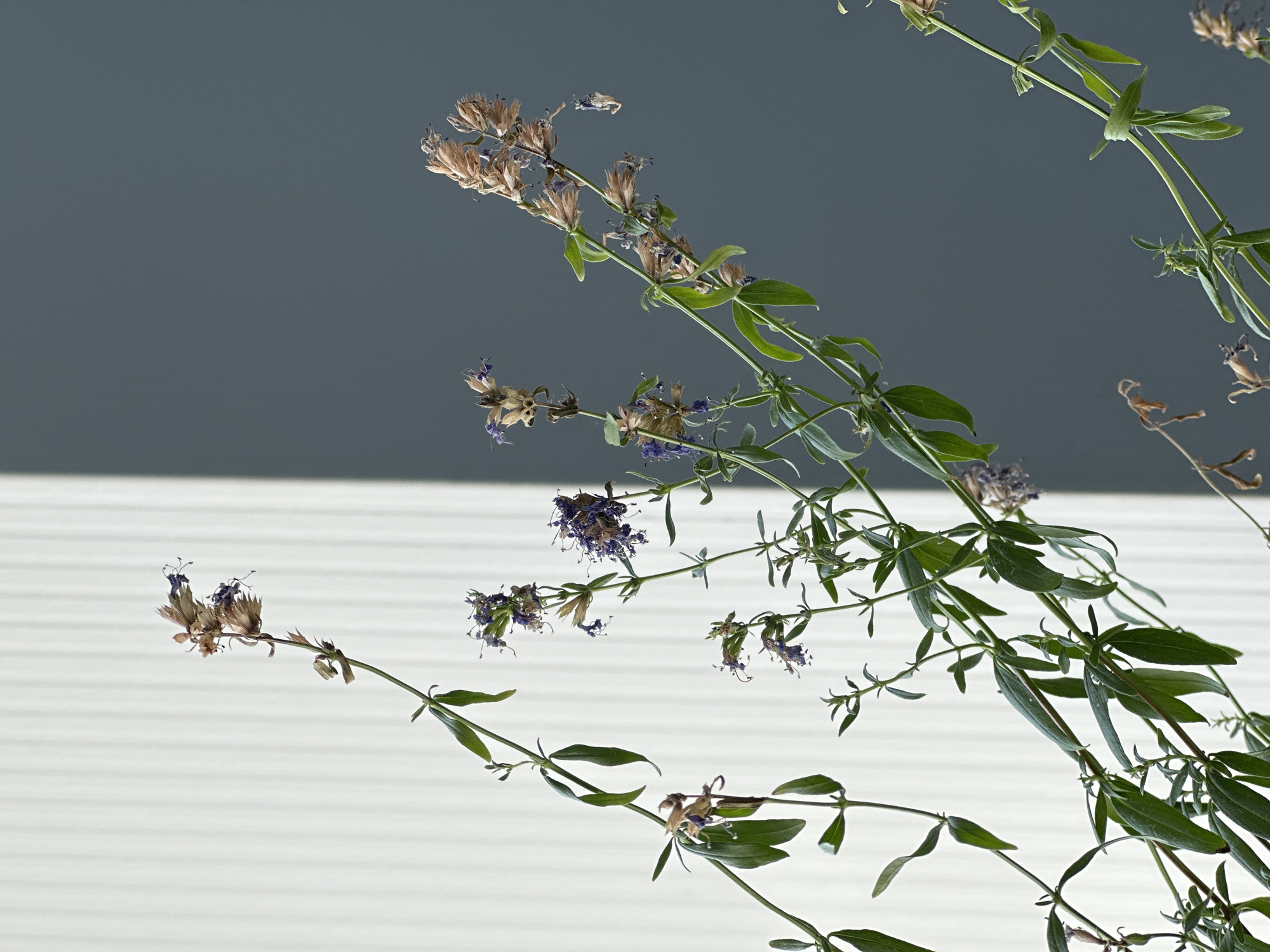 The image shows a close-up of dried flowers and green leaves on thin stems, set against a background divided vertically into two distinct sections. The left side of the background is a textured, light-colored surface, possibly a wall with vertical grooves, illuminated by a soft light that casts a subtle shadow line. The right side of the background is a plain, dark gray surface. The composition is dominated by the plant life, with some purple flower remnants and dried brown seed heads visible among the green foliage. The lighting suggests an indoor environment with natural light coming from the left. There are no people or animals present, and the scene is static. The image does not contain any information or visual cues that would allow for the identification of its location within Nevinnomyssk, Russia.