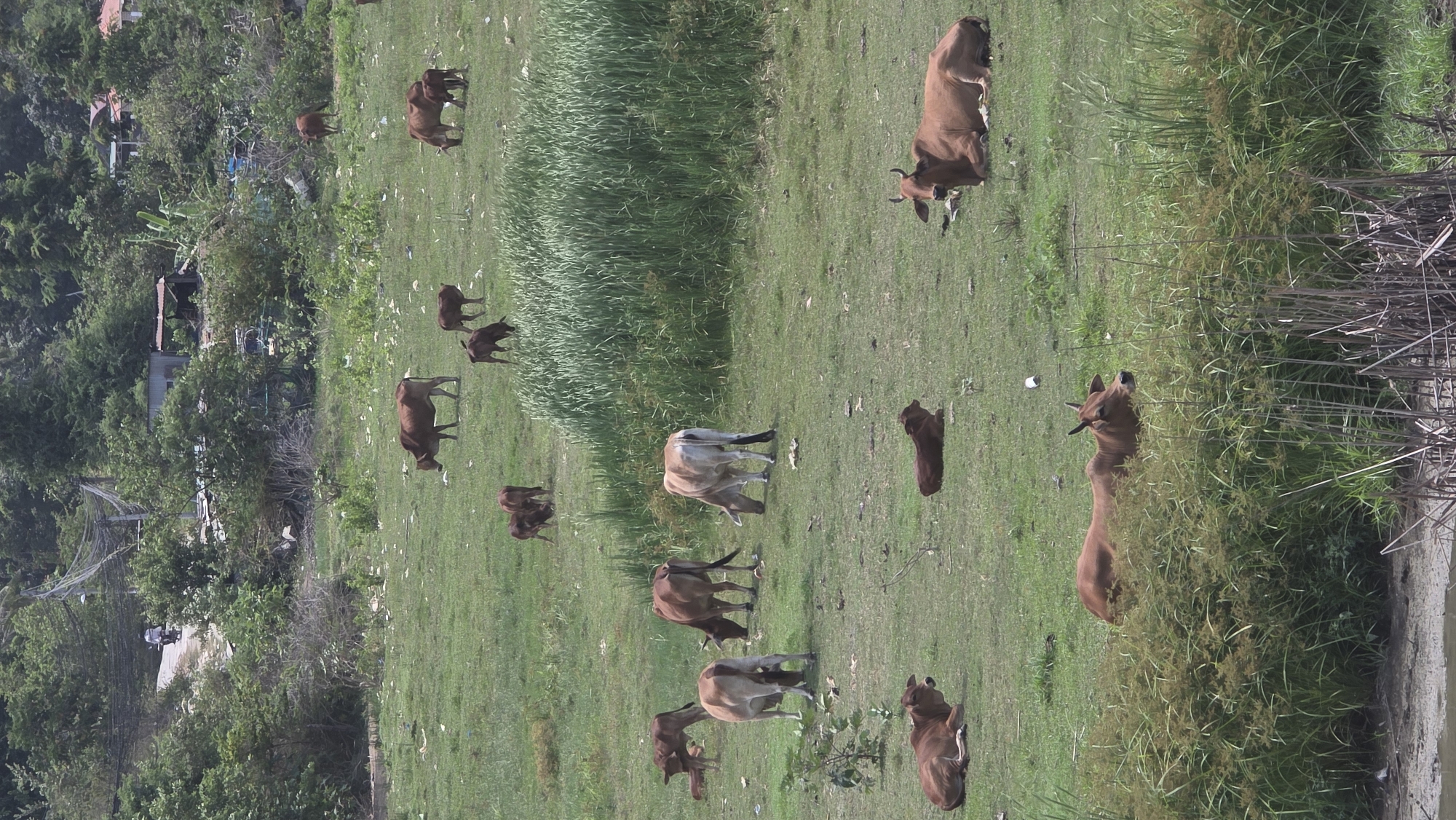 The image displays a pastoral scene in Bac Nha Trang Ward, Vietnam, featuring a herd of cattle in a verdant field. Approximately fifteen cows and calves, primarily reddish-brown with some lighter beige individuals, are scattered across the grassy landscape. Many are engaged in grazing, while others are standing or lying down, resting in the field.
The setting is an open green field, divided by a distinct, dense strip of taller green reeds or sedges running horizontally through its middle, possibly indicating a natural drainage line or a small stream. On the far left of the frame, there is a dense line of trees and shrubs, partially revealing distant, simple human structures like small houses or shacks. A paved area or road with a motorcycle and visible power lines can be seen further back among the foliage in some crops. On the far right, the field meets a body of water, likely a river or canal, also bordered by thick reeds and taller grasses.
The time of day appears to be daytime, with bright, even lighting and no harsh shadows, suggesting either morning or late afternoon. A white plastic cup and some scattered white debris are visible on the grass. The overall atmosphere is tranquil and rural, showcasing typical livestock activities in a tropical environment. No visible text is present in the image.