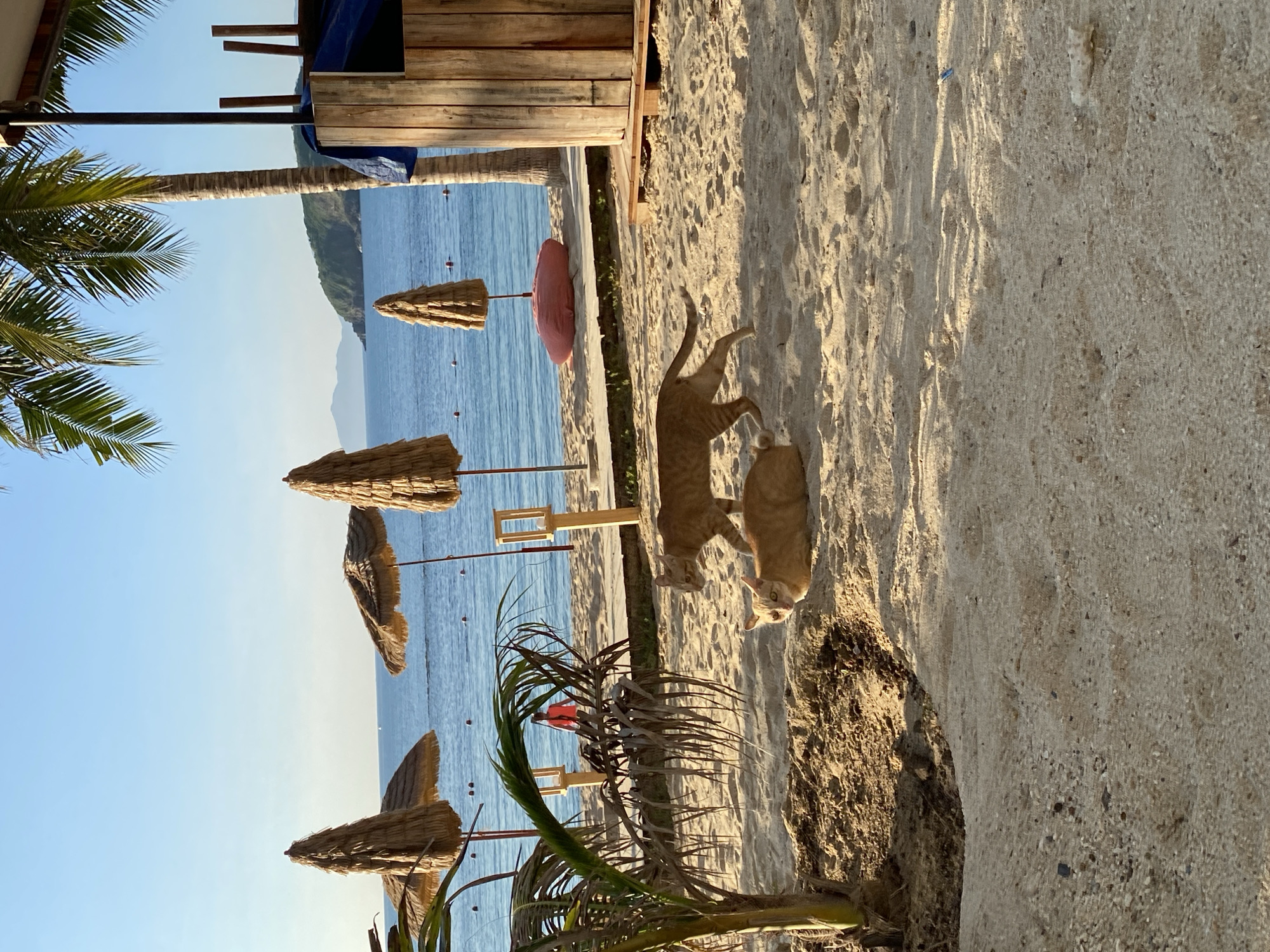 The image depicts a serene beach scene in the city of Bac Nha Trang Ward, Vietnam. The foreground is dominated by a sandy beach, with two ginger cats as the primary subjects. One cat is lying down on the sand, appearing relaxed, while the other is walking away, its body angled towards the right. Behind the cats, a partially visible palm tree stands, its fronds casting shadows on the sand. In the midground, several thatched umbrellas provide shade on the beach, and a wooden structure with a blue tarp is visible to the right. The sea stretches out in the background, with calm, blue waters and a distant, hazy coastline. The sky is clear and blue, suggesting a sunny day. The overall atmosphere is peaceful and tranquil, characteristic of a tropical beach.