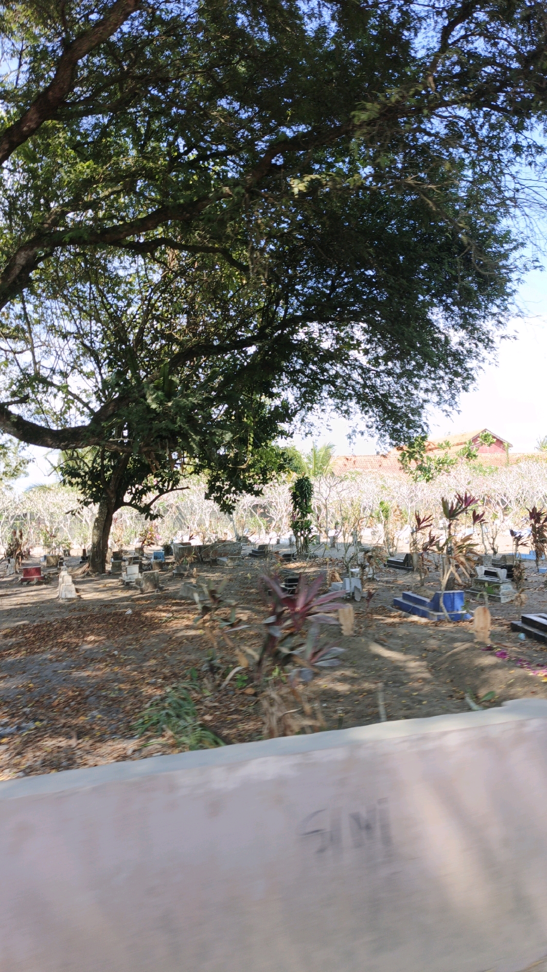 The image depicts an outdoor scene, likely a cemetery, in Desa Wonoharjo, Indonesia. A large tree with dense green foliage dominates the left side of the frame, casting shadows on the ground. In the midground, numerous small structures, presumably gravestones or markers, are scattered across a dirt and leaf-covered area. Some of these markers are simple stone slabs, while others appear to be more elaborate, with some painted in blue or red. There are also sparse, dry plants and some bushes with reddish-purple leaves interspersed among the graves. In the background, a building with a terracotta roof is visible, surrounded by bare trees or shrubs. The sky is a clear blue. A light-colored, curved concrete structure runs along the bottom of the image, partially obscuring the foreground. The overall impression is one of a quiet, somewhat unkempt burial ground. There are no people visible in the scene.